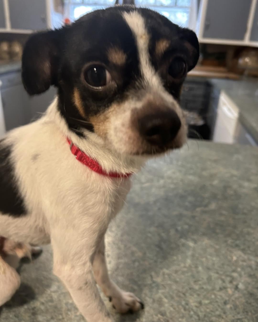 Enlarge Tias, a ADOPTABLE mixed breed in Winsted, CT image 1/4