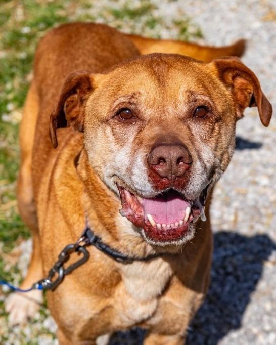 Enlarge Amos, a Adoptable Pit Bull Terrier in Greencastle, IN image 3/6