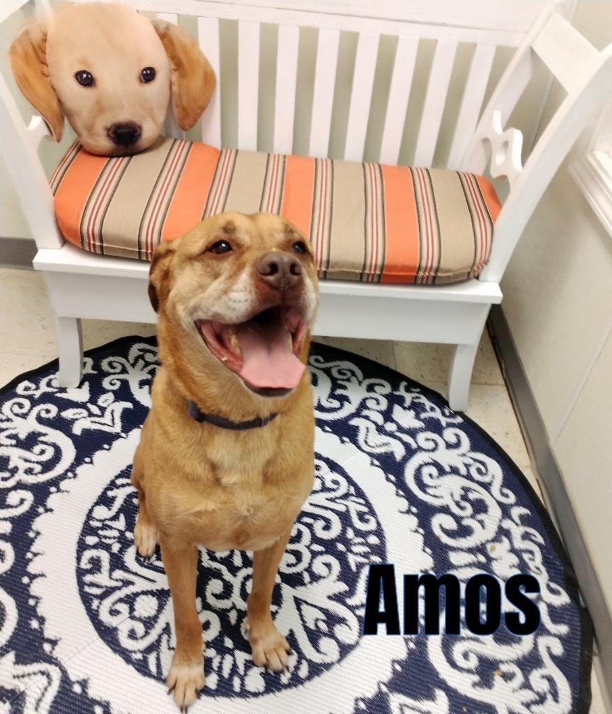 Amos, Adoptable, Senior Male Pit Bull Terrier.