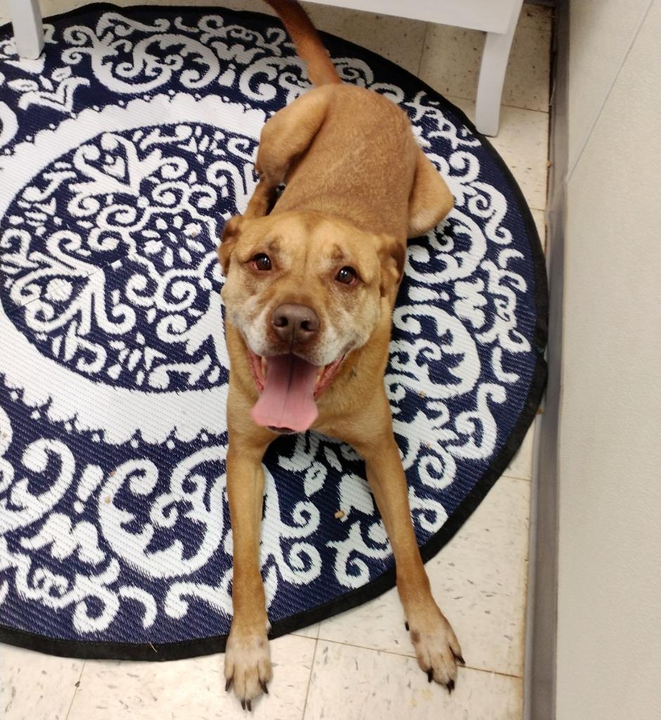 Enlarge Amos, a Adoptable Pit Bull Terrier in Greencastle, IN image 4/6