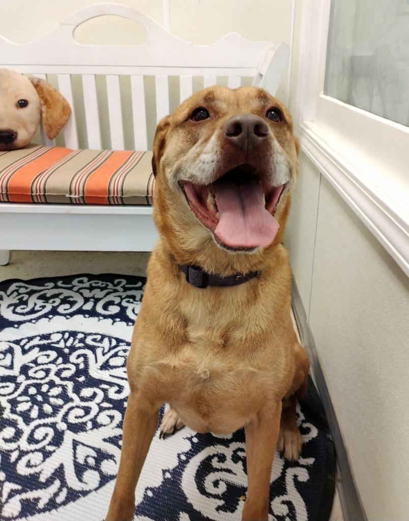 Enlarge Amos, a Adoptable Pit Bull Terrier in Greencastle, IN image 5/6