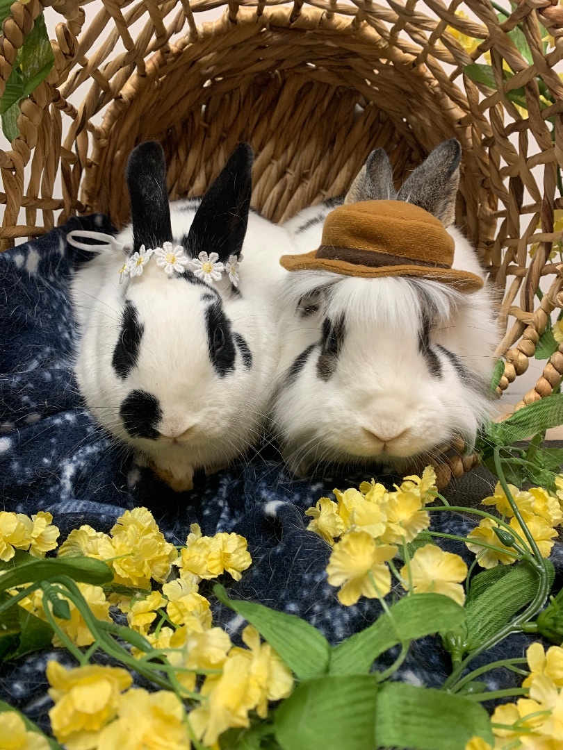 Enlarge Samurai & Zahara, a Adoptable Bunny Rabbit in Youngstown, OH image 9/11
