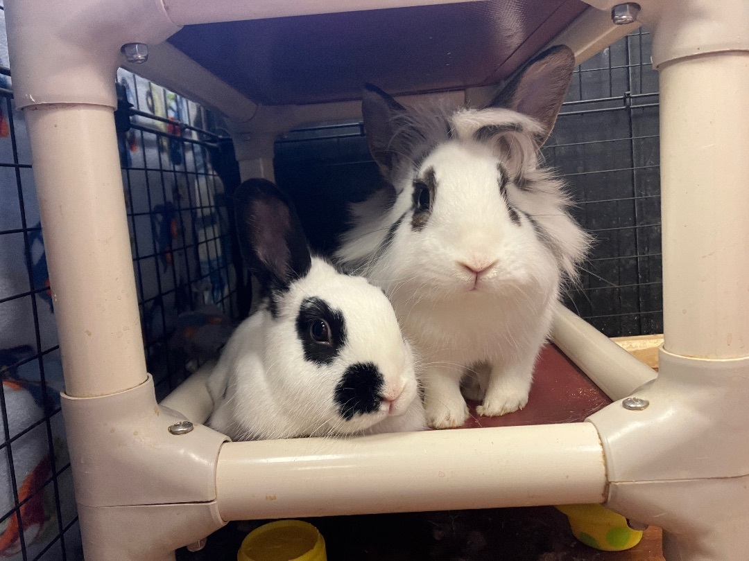 Enlarge Samurai & Zahara, a Adoptable Bunny Rabbit in Youngstown, OH image 10/11