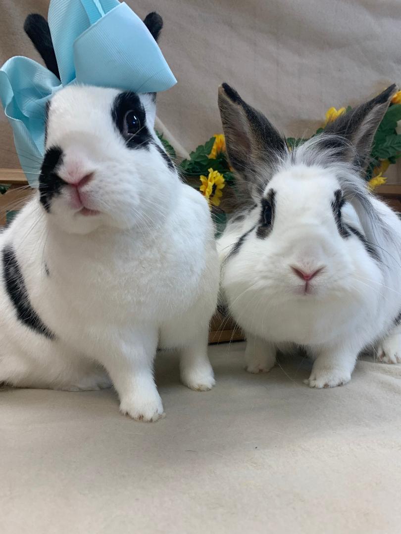 Samurai & Zahara, a Adoptable Bunny Rabbit in Youngstown, OH image 1/11