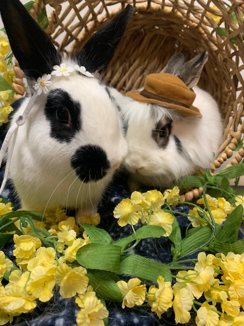 Enlarge Samurai & Zahara, a Adoptable Bunny Rabbit in Youngstown, OH image 11/11