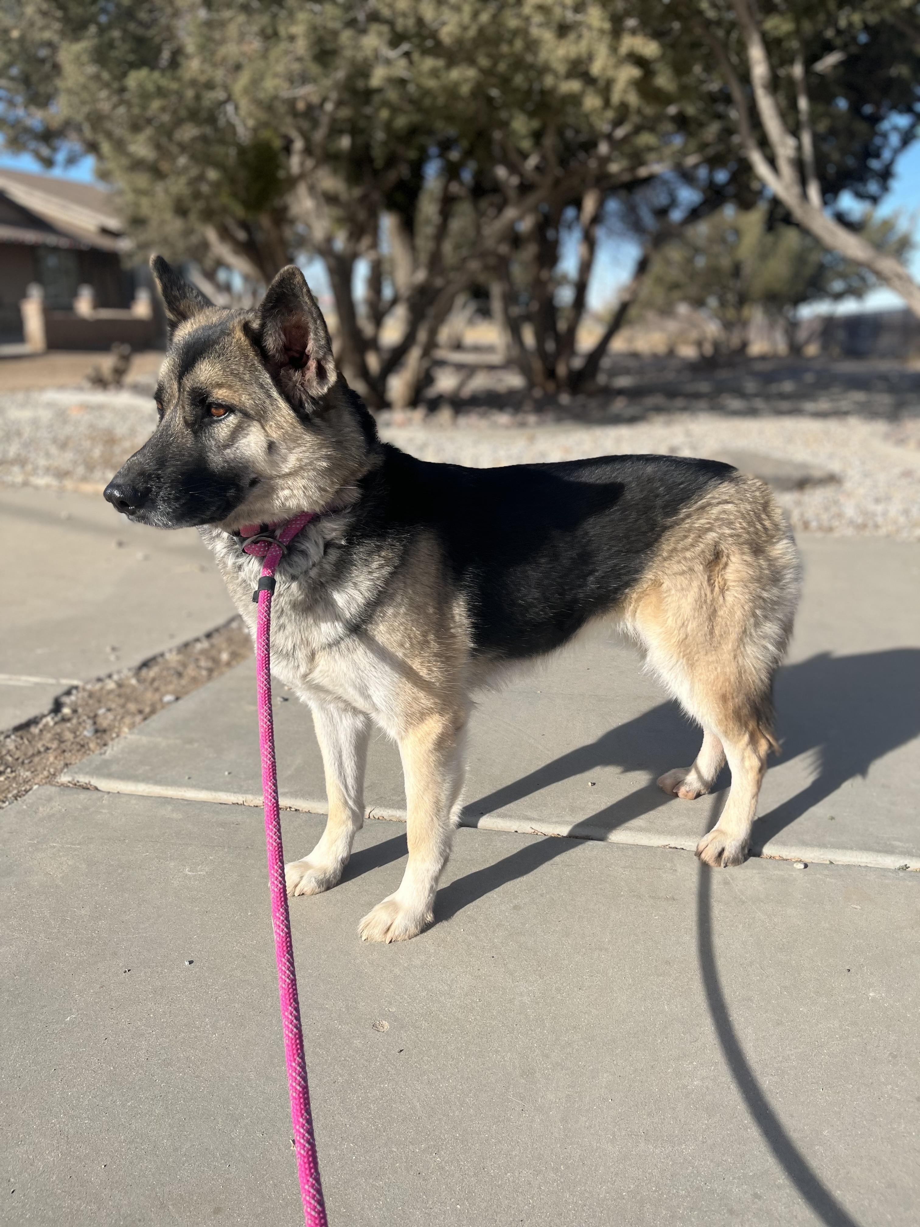 TOOTSIE, Adoptable, Adult Female German Shepherd Dog.