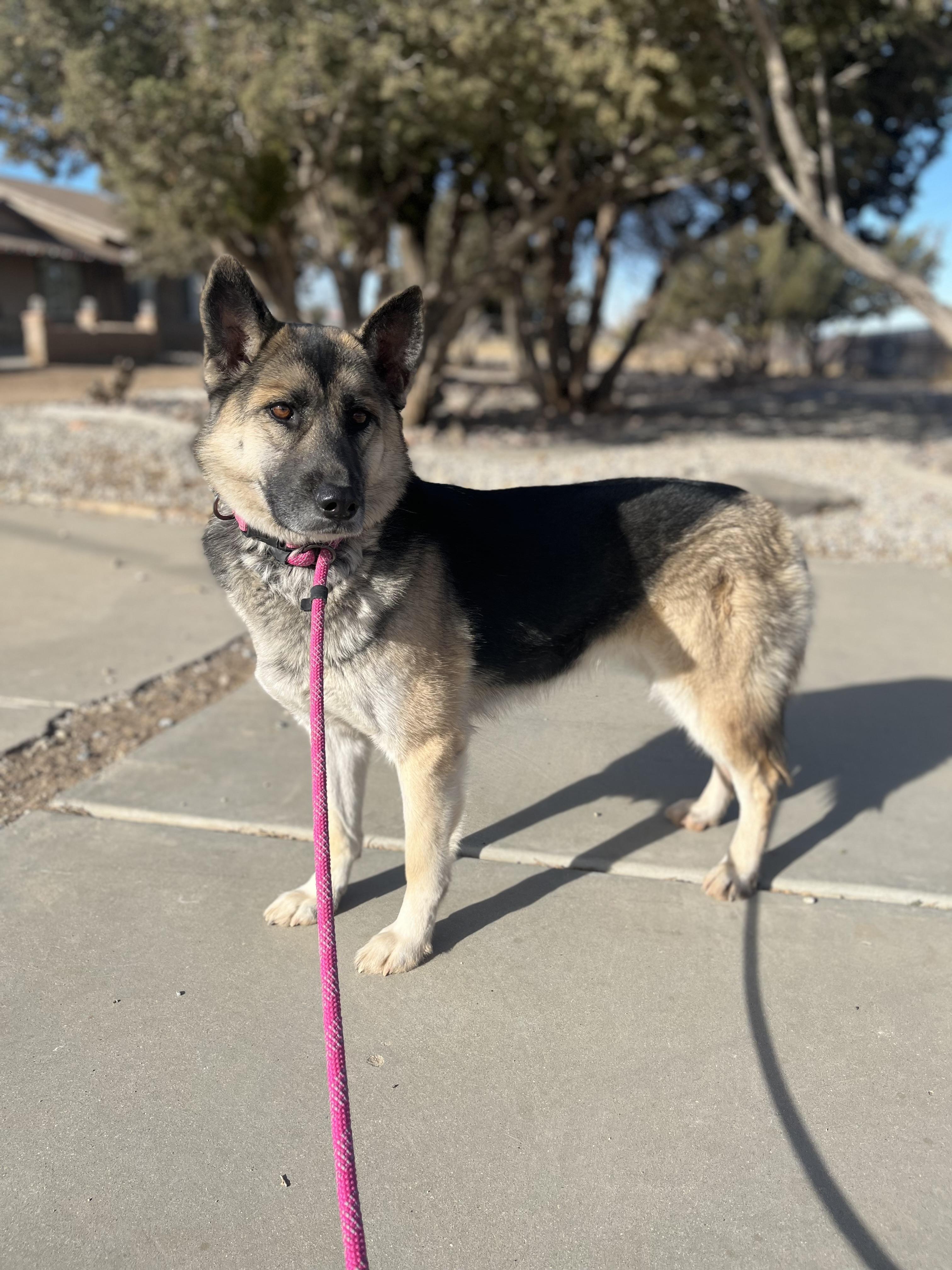 TOOTSIE, a Adoptable German Shepherd Dog image 2/4
