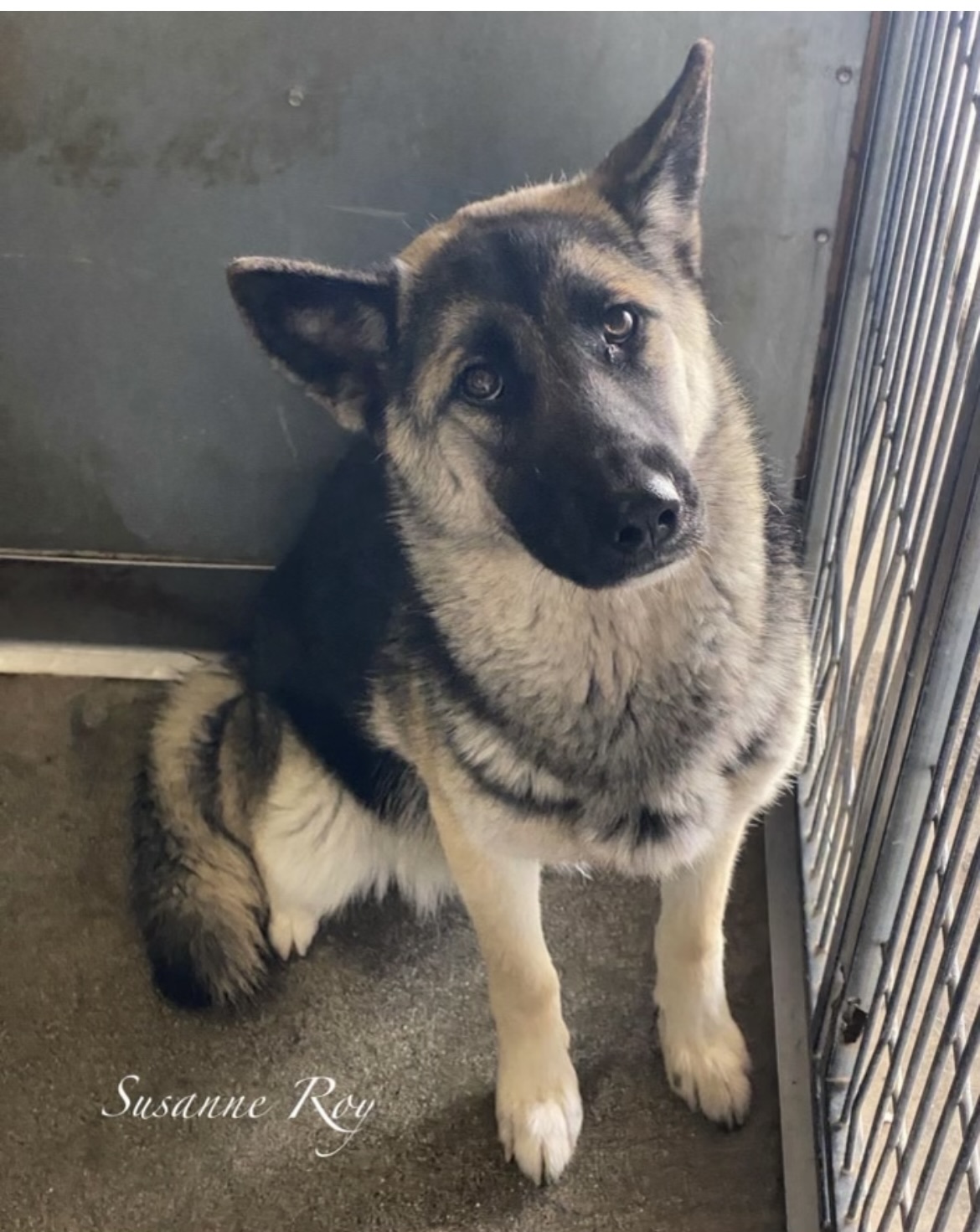 TOOTSIE, a Adoptable German Shepherd Dog image 3/4