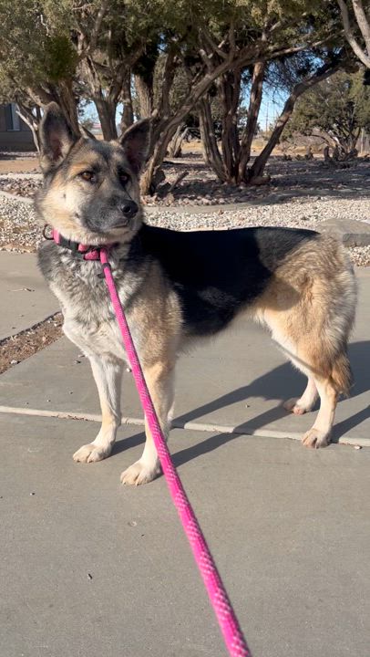 Enlarge TOOTSIE, a Adoptable German Shepherd Dog video 4/4
