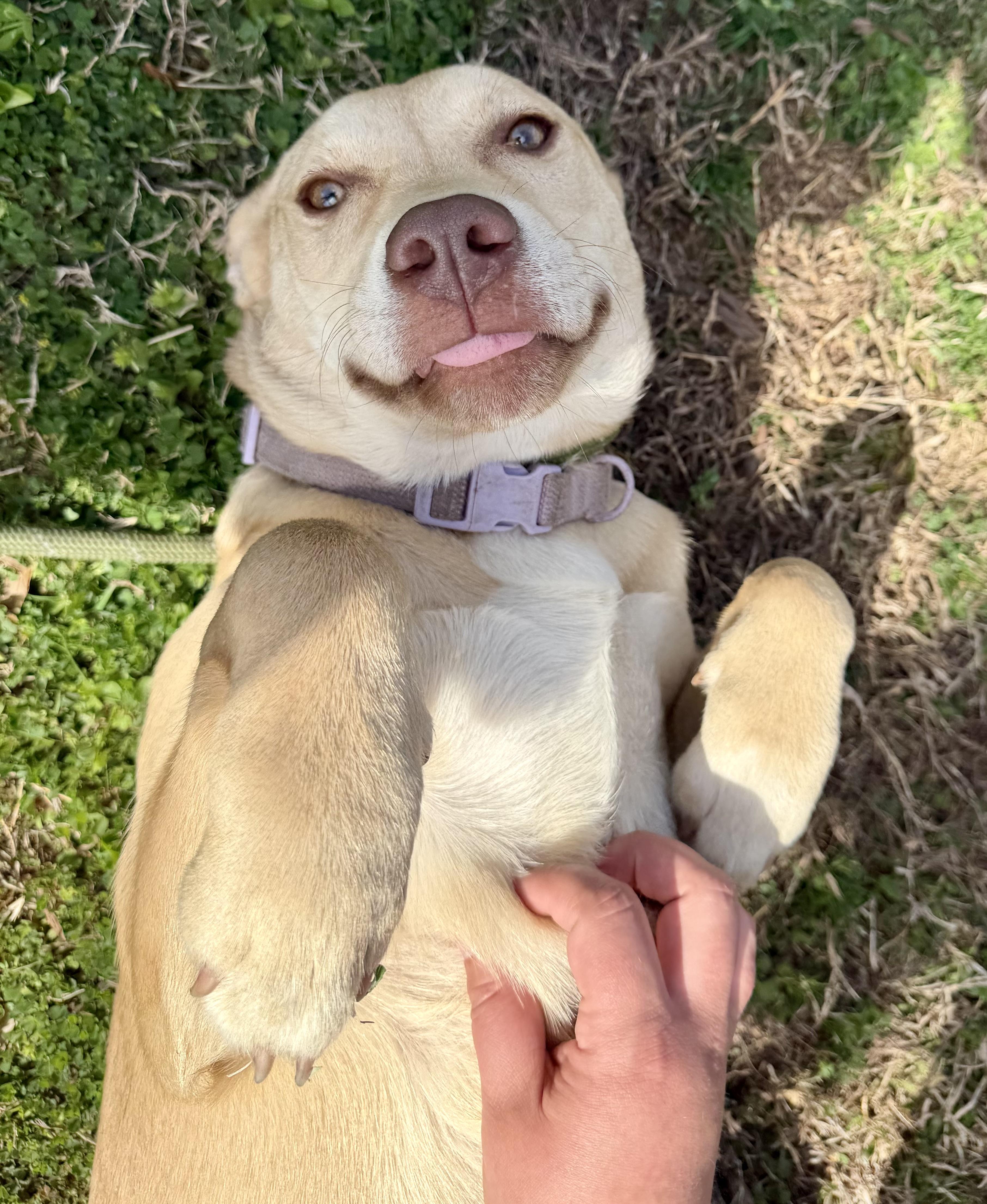 Enlarge Sugar, an adopted mixed breed in Lancaster, SC image 5/5