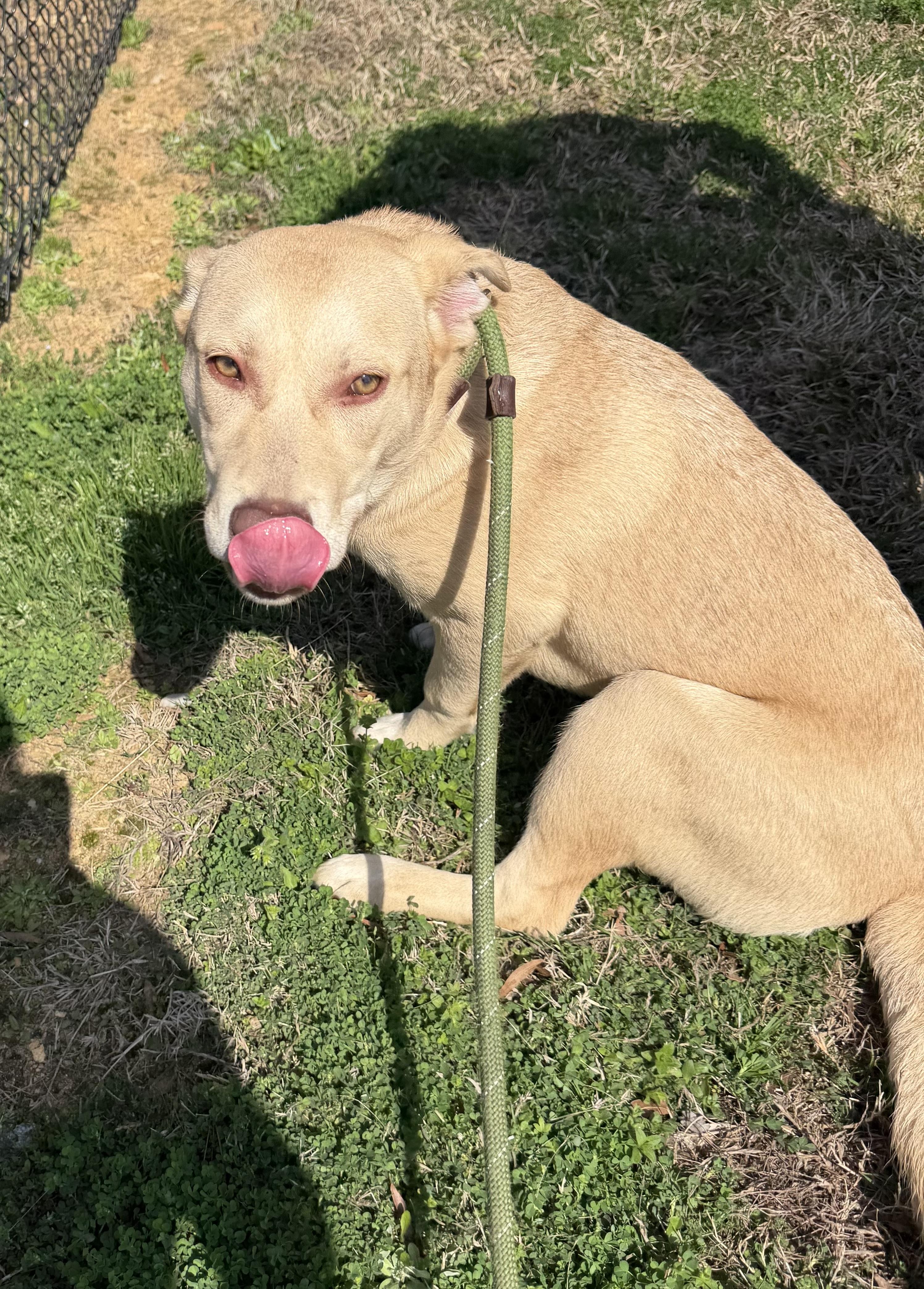 Enlarge Sugar, an adopted mixed breed in Lancaster, SC image 3/5