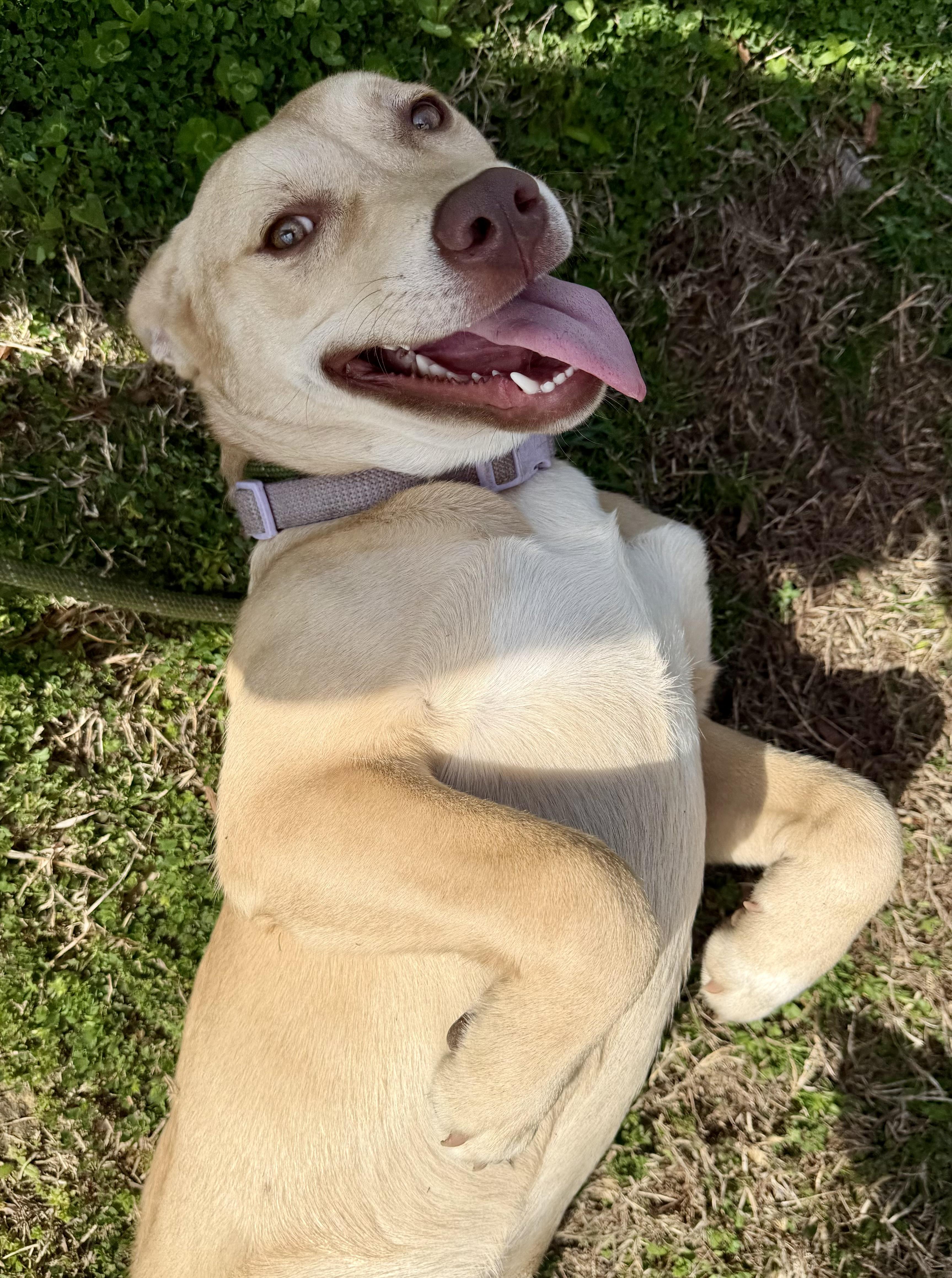 Enlarge Sugar, an adopted mixed breed in Lancaster, SC image 2/5