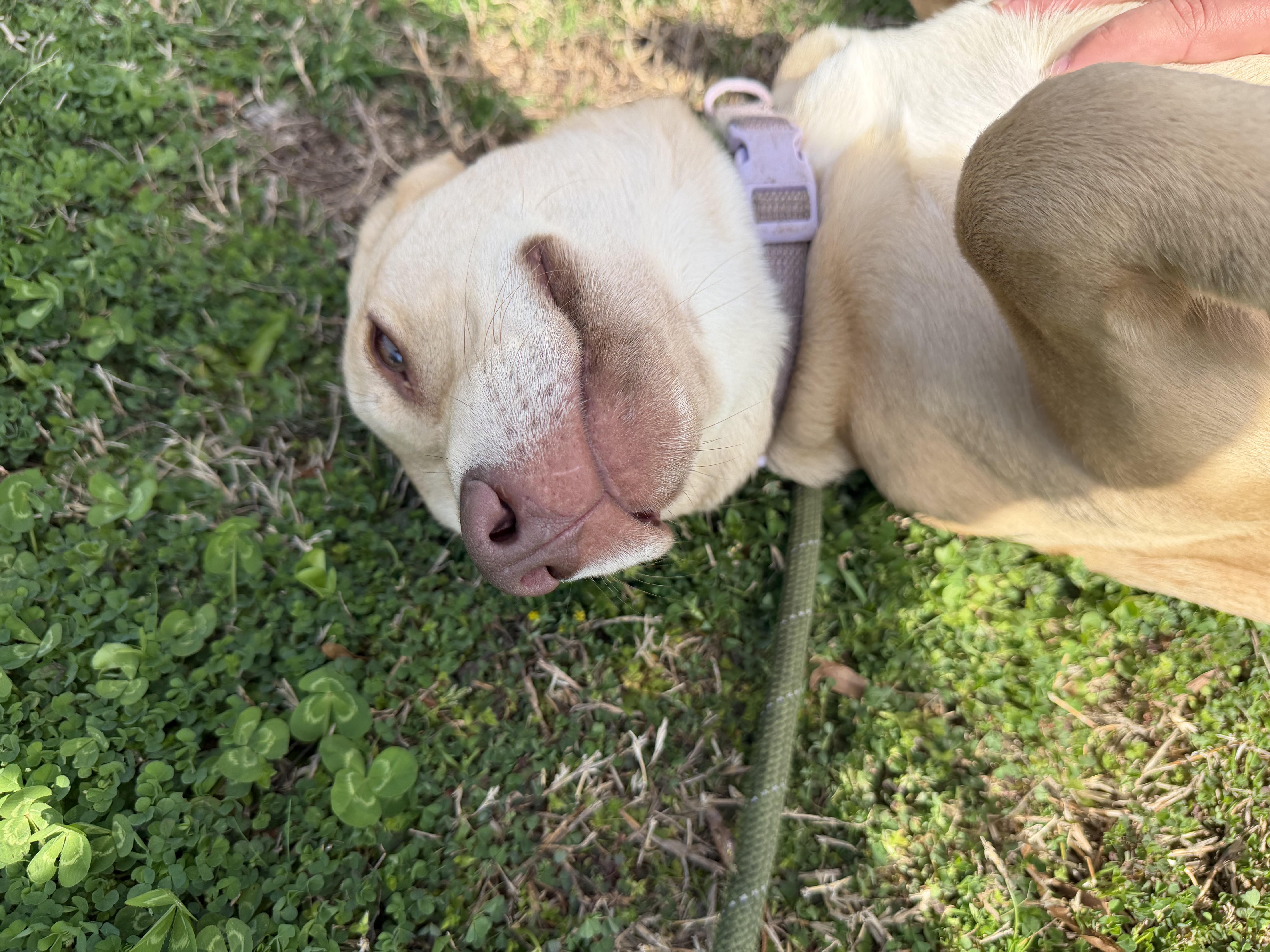 Sugar, adopted, Young Female Labrador Retriever.
