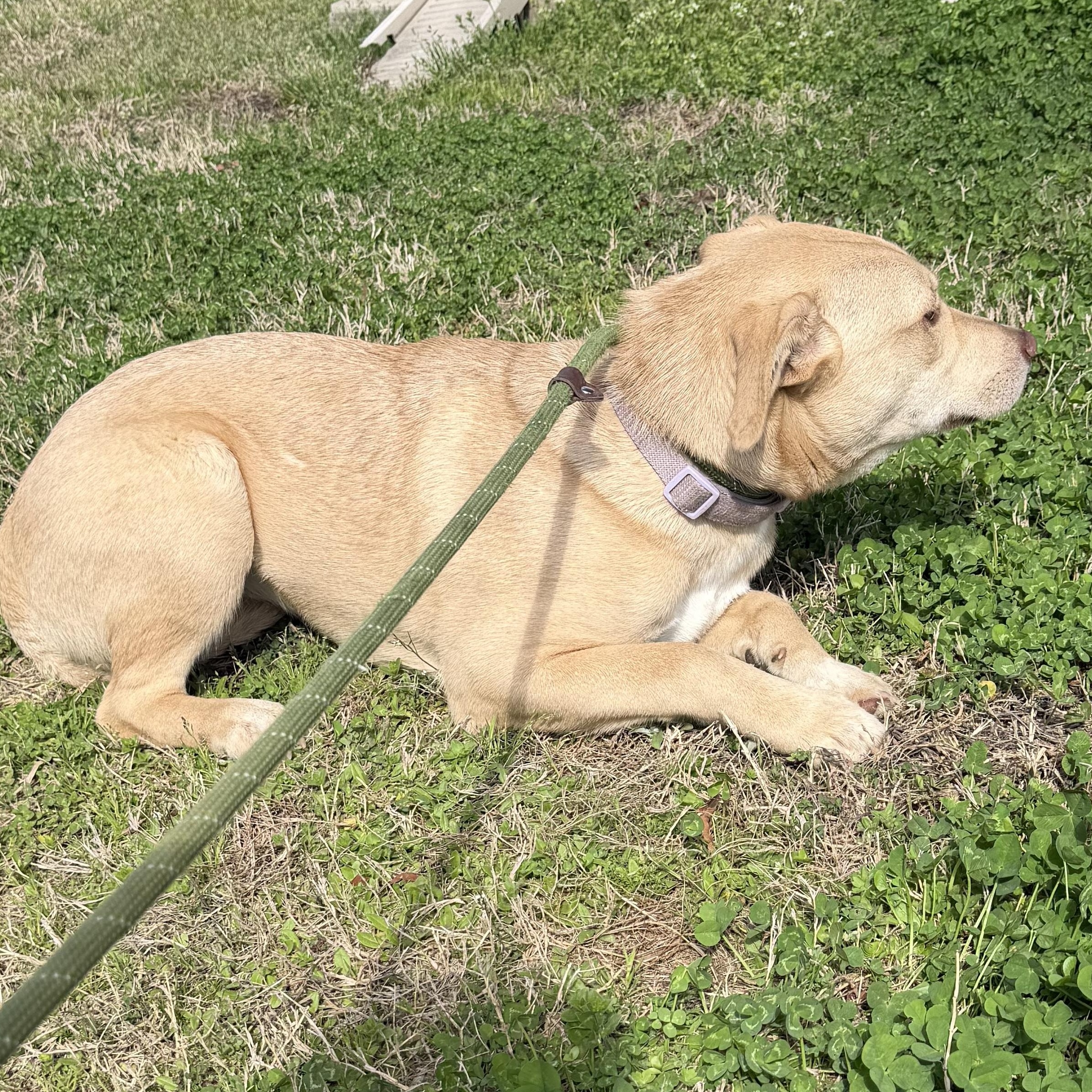 Enlarge Sugar, an adopted mixed breed in Lancaster, SC image 4/5