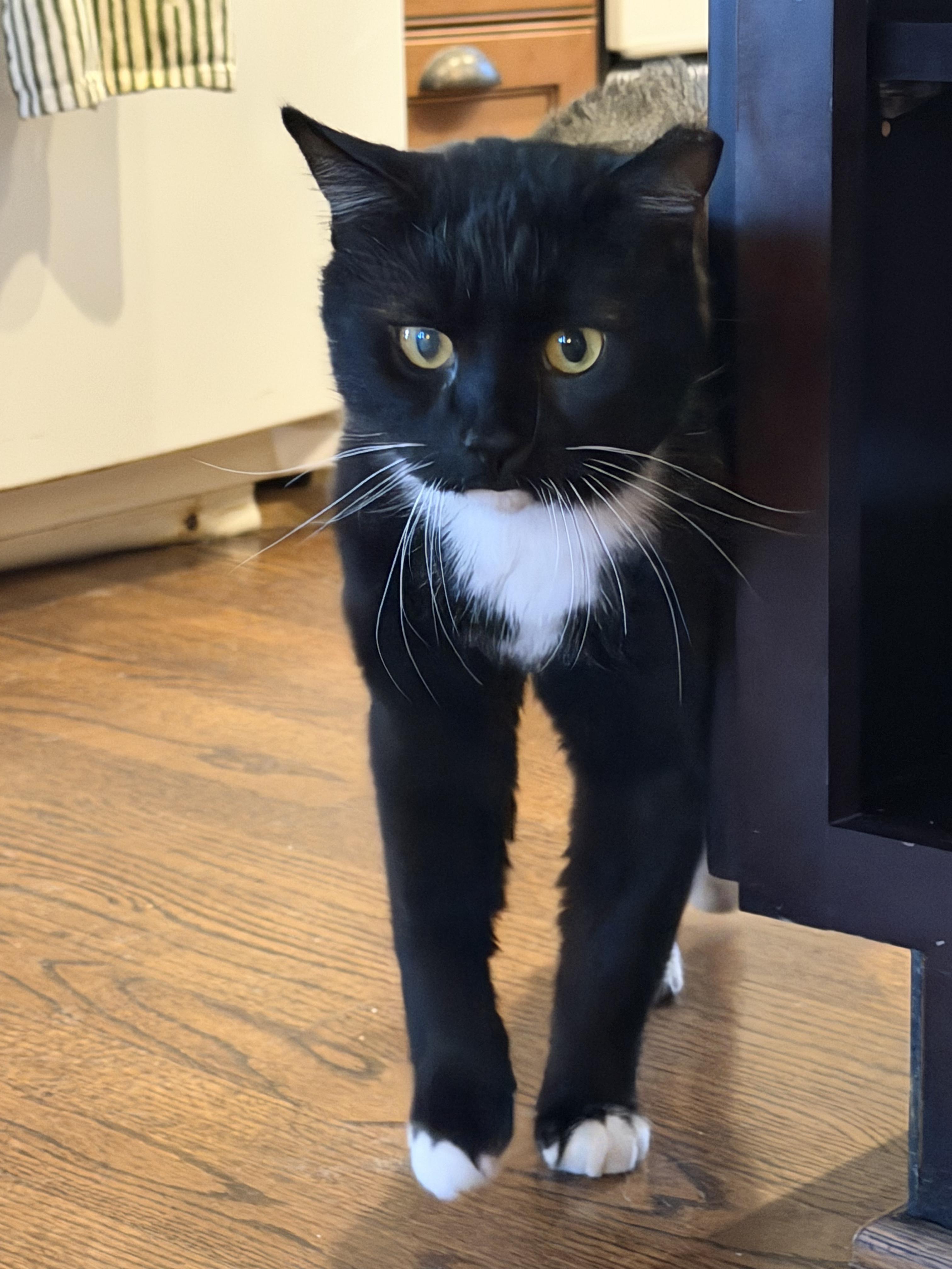 Enlarge Socks, an adopted American Shorthair in Frederick, MD image 5/6