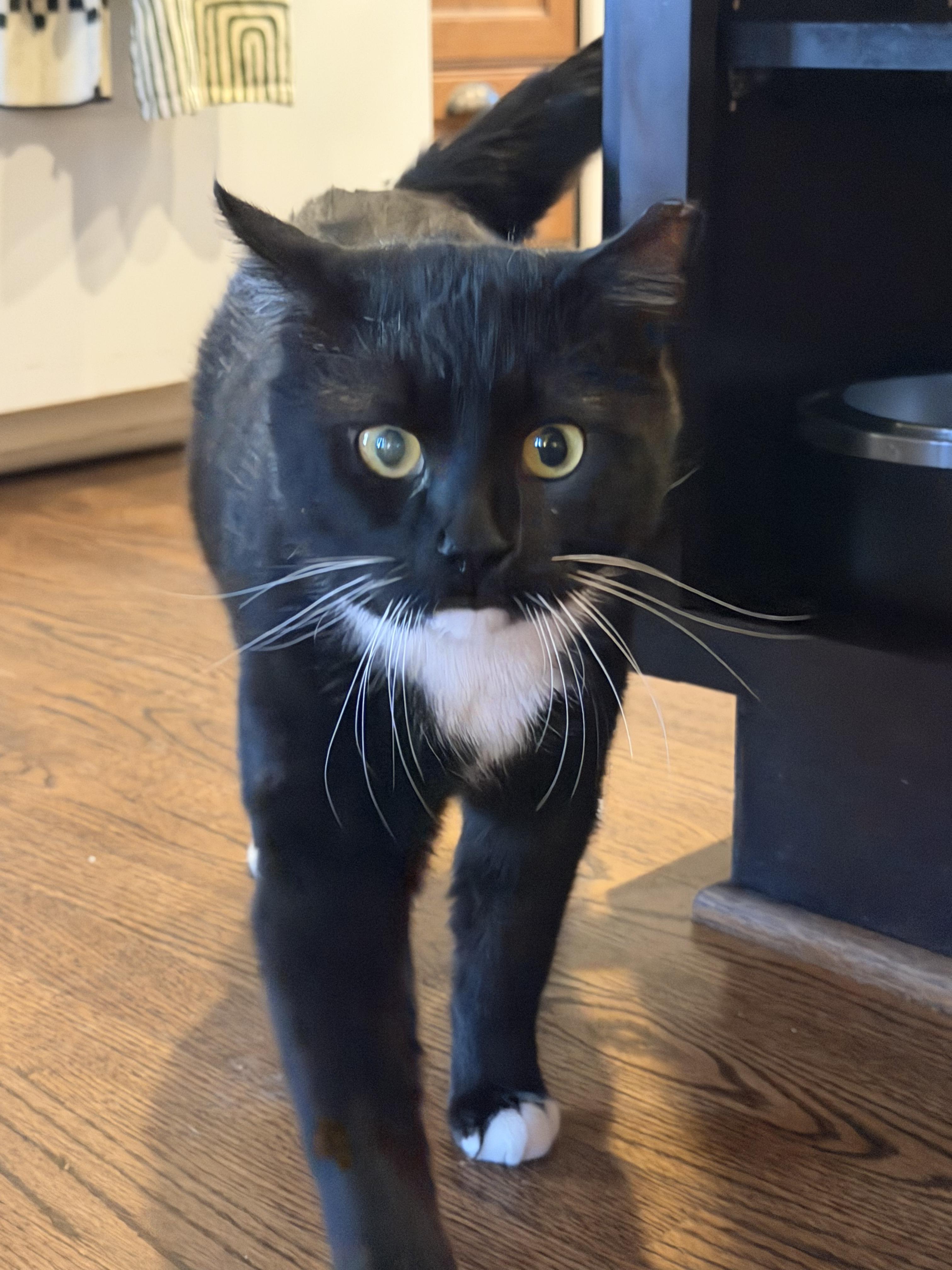 Enlarge Socks, an adopted American Shorthair in Frederick, MD image 4/6