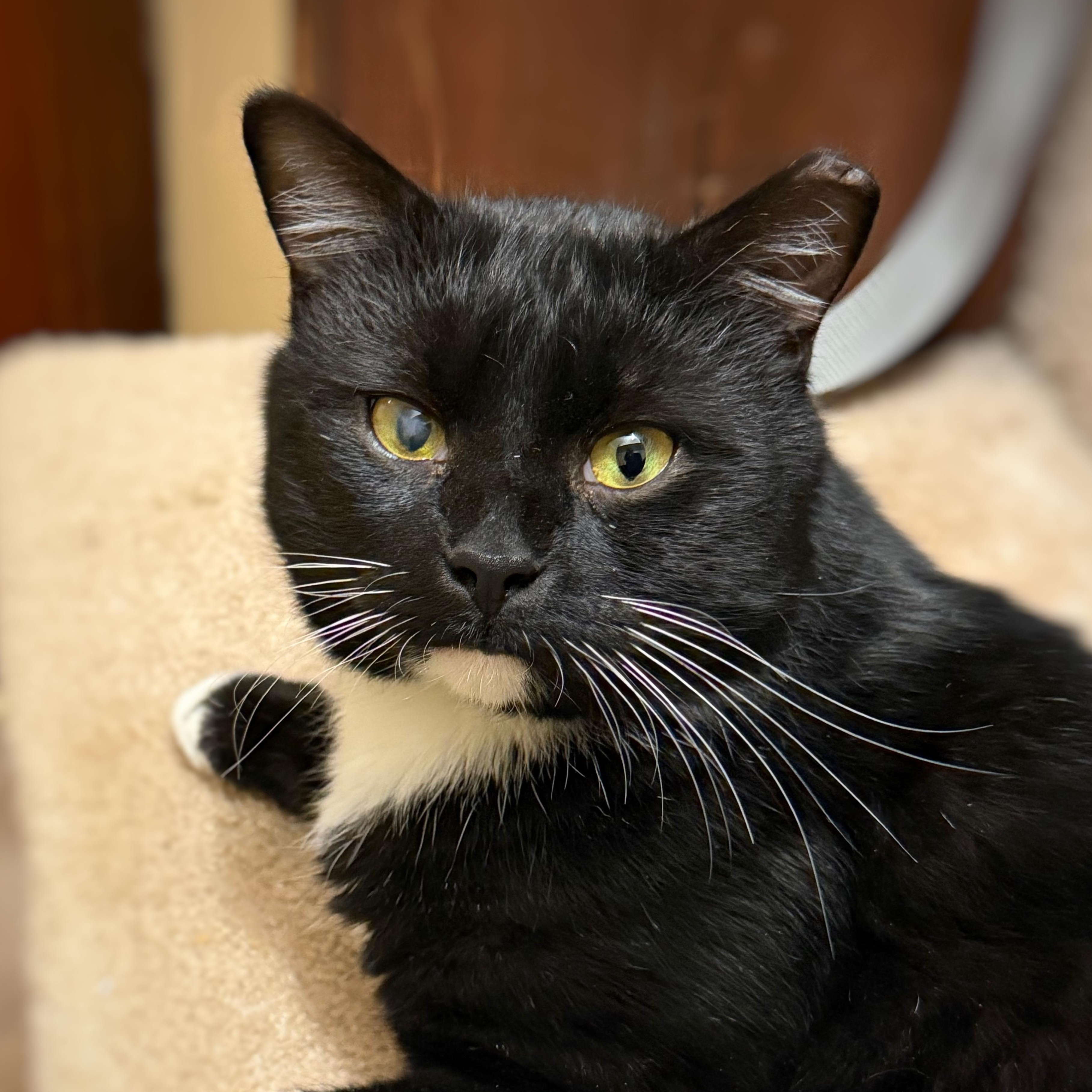 Socks, Adoptable, Young Male American Shorthair.