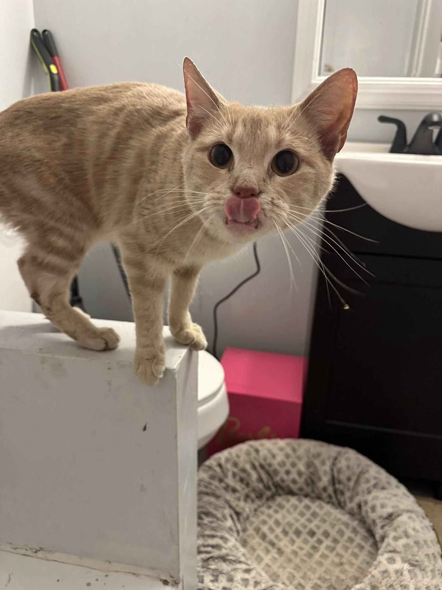 Cheddar, Adoptable, Young Female American Shorthair & Tabby.