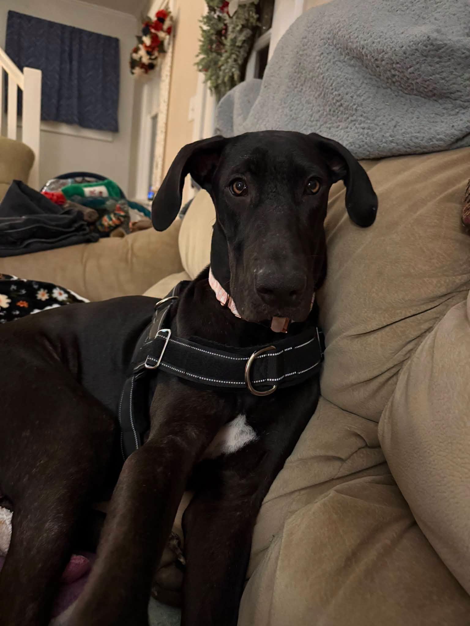 Enlarge Sophia Maria, a Adopted mixed breed in Albion, NY image 4/6