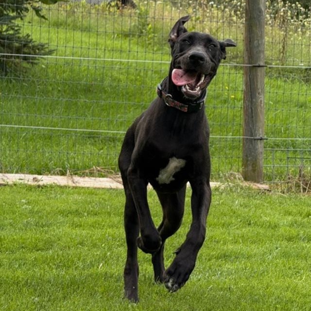 Enlarge Sophia Maria, a Adopted mixed breed in Albion, NY image 1/6