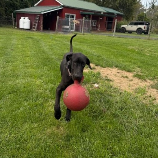 Enlarge Sophia Maria, a Adopted mixed breed in Albion, NY image 2/6