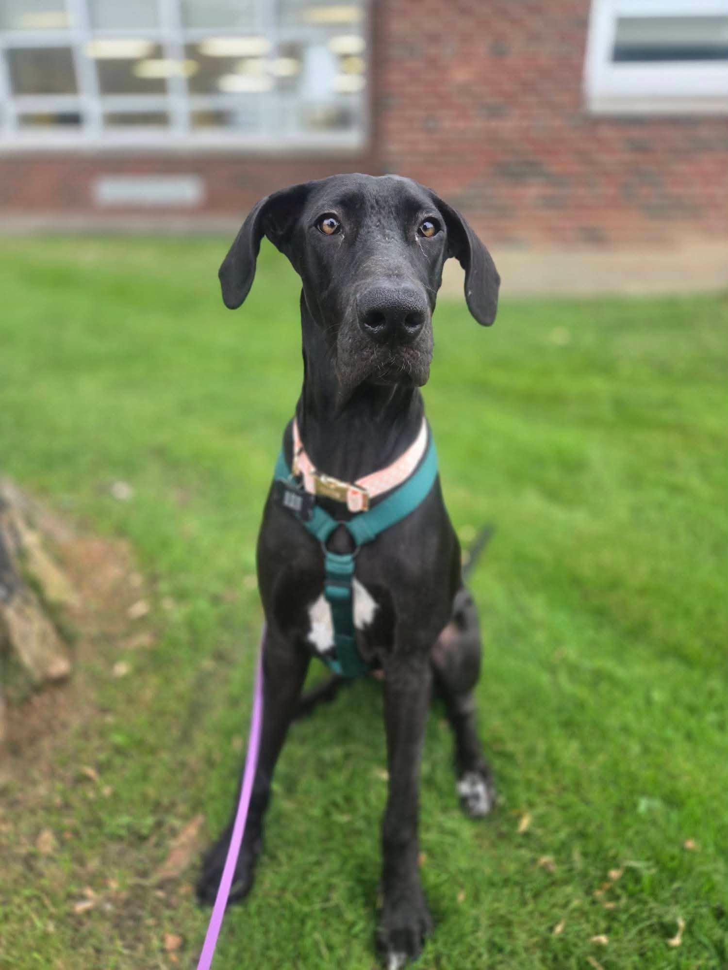 Enlarge Sophia Maria, a Adopted mixed breed in Albion, NY image 5/6