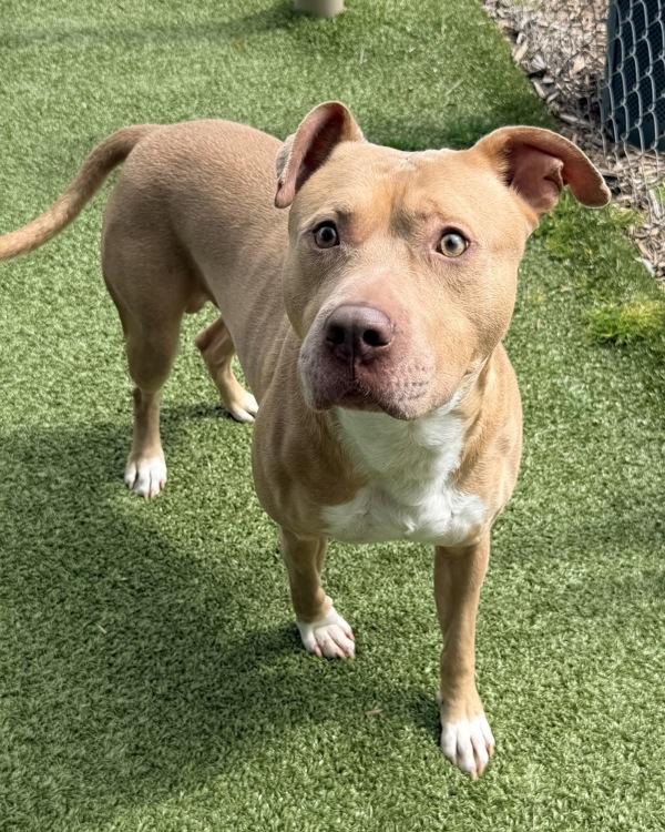 Zuko, Adoptable, Adult Male Pit Bull Terrier.