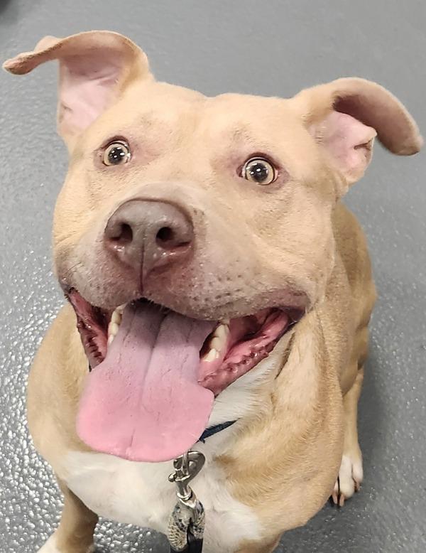 Enlarge Zuko, a Adoptable mixed breed in Canton, GA image 2/2