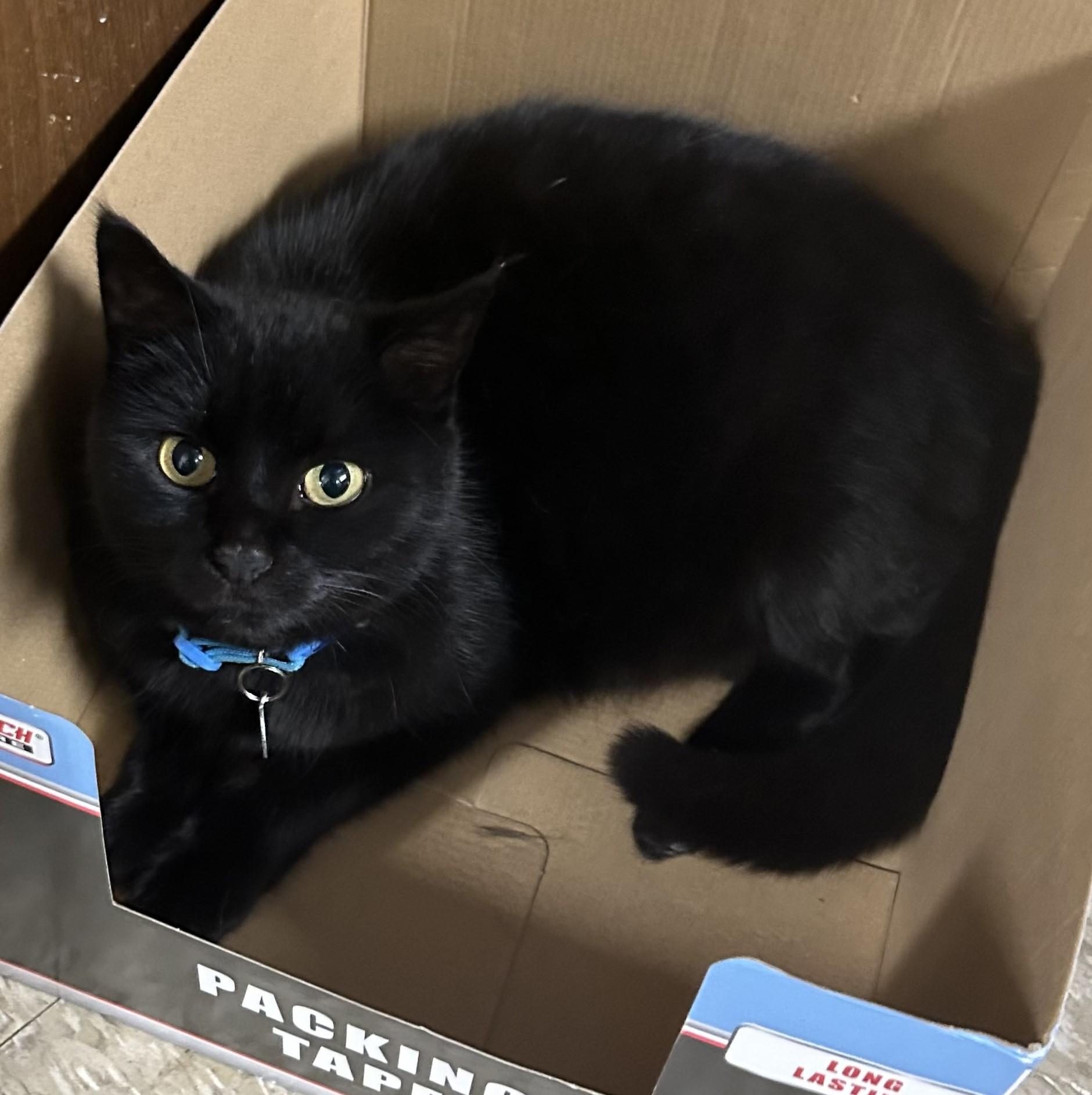 Lena Horne — thumbnail 3