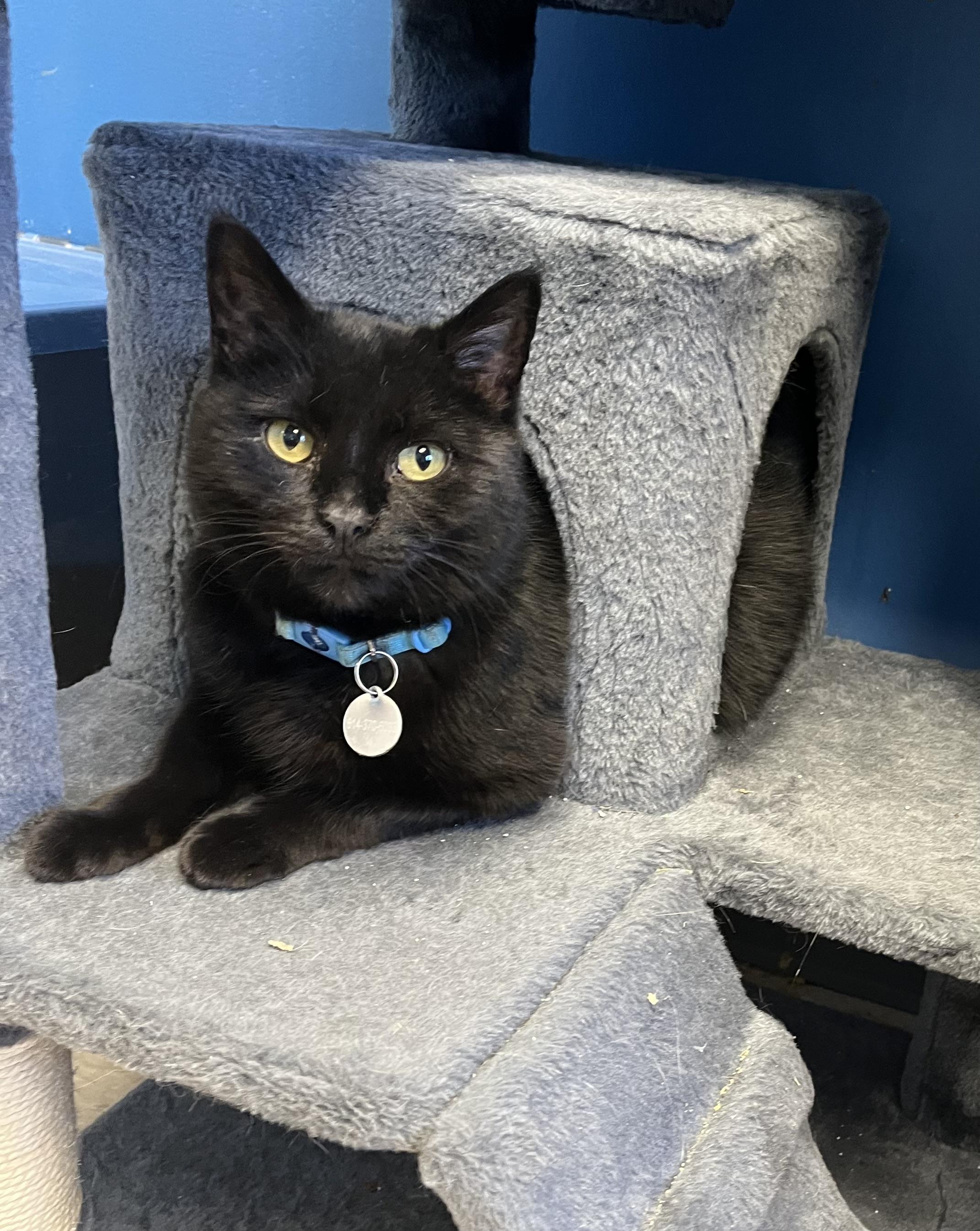Lena Horne, Adult Female Domestic Short Hair