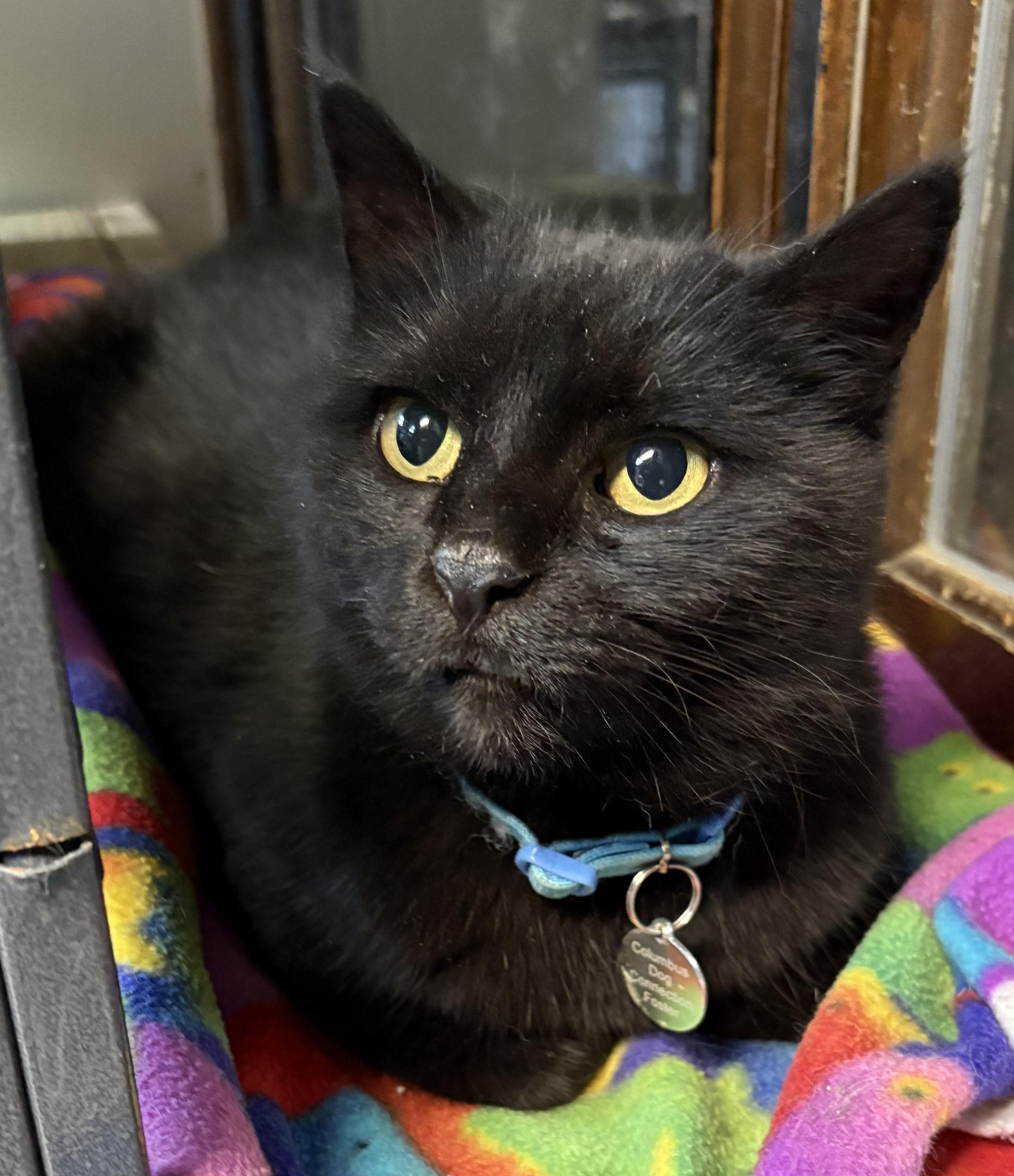 Lena Horne thumbnail 6