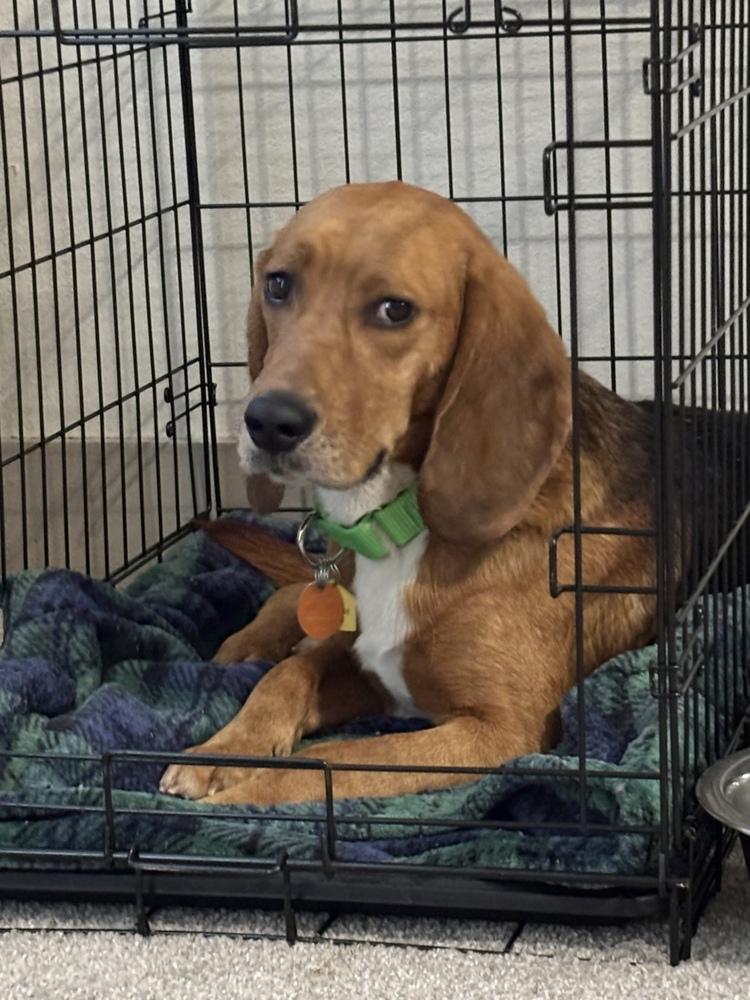 Pedro Pawscal, Adoptable, Adult Male Beagle.