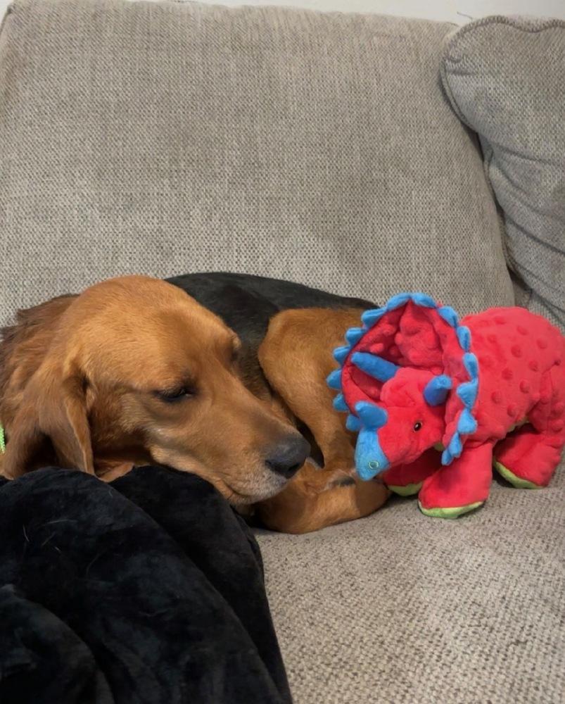 Enlarge Pedro Pawscal, a Adoptable Beagle in Charleston, SC image 2/3