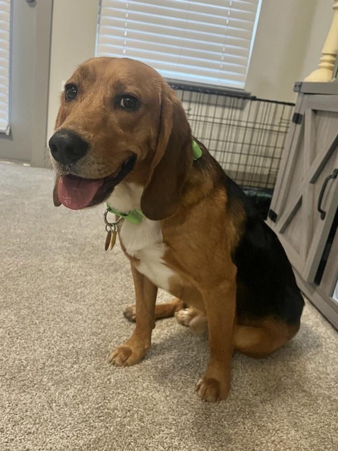 Enlarge Pedro Pawscal, a Adoptable Beagle in Charleston, SC image 3/3