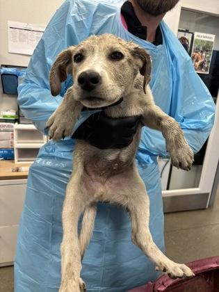 Canes, Adoptable, Puppy Male Mixed Breed & Mixed Breed.