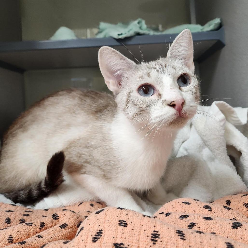 Rhubarb, Adoptable, Young Female Domestic Short Hair.