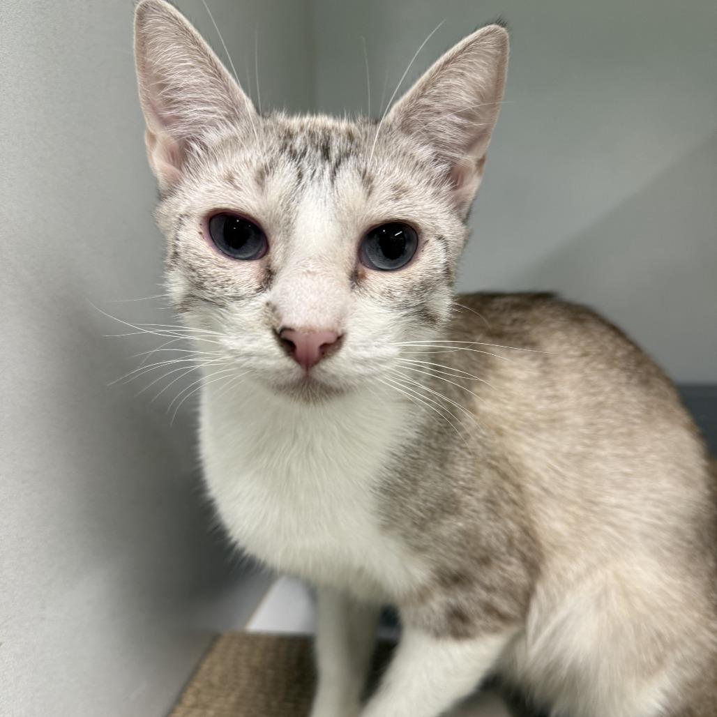 Enlarge Rhubarb, a Adoptable Domestic Short Hair in Colorado Springs, CO image 2/3
