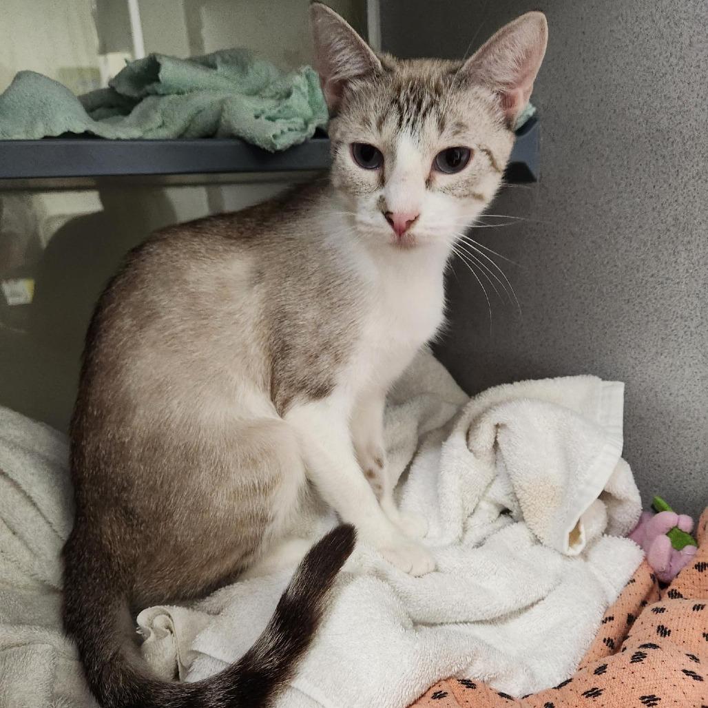 Enlarge Rhubarb, a Adoptable Domestic Short Hair in Colorado Springs, CO image 3/3