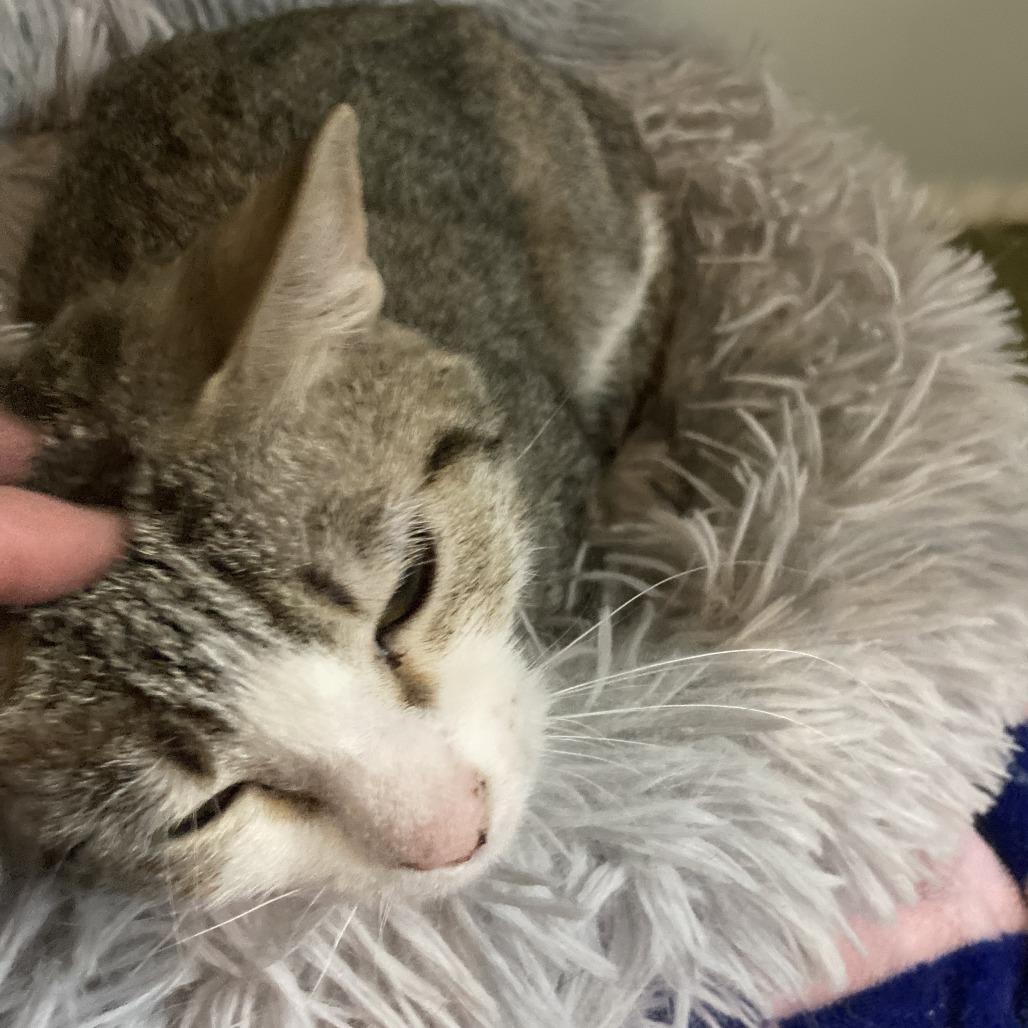 Enlarge Hazelnut, a Adoptable mixed breed in Grand Rapids, MN image 2/3