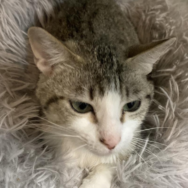 Hazelnut, Adoptable, Young Female Domestic Short Hair & Domestic Short Hair.