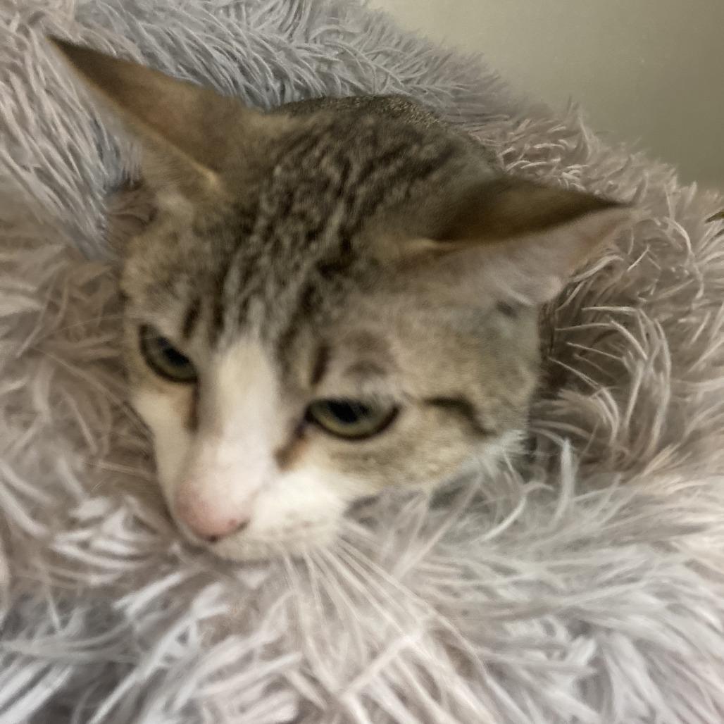 Enlarge Hazelnut, a Adoptable mixed breed in Grand Rapids, MN image 3/3