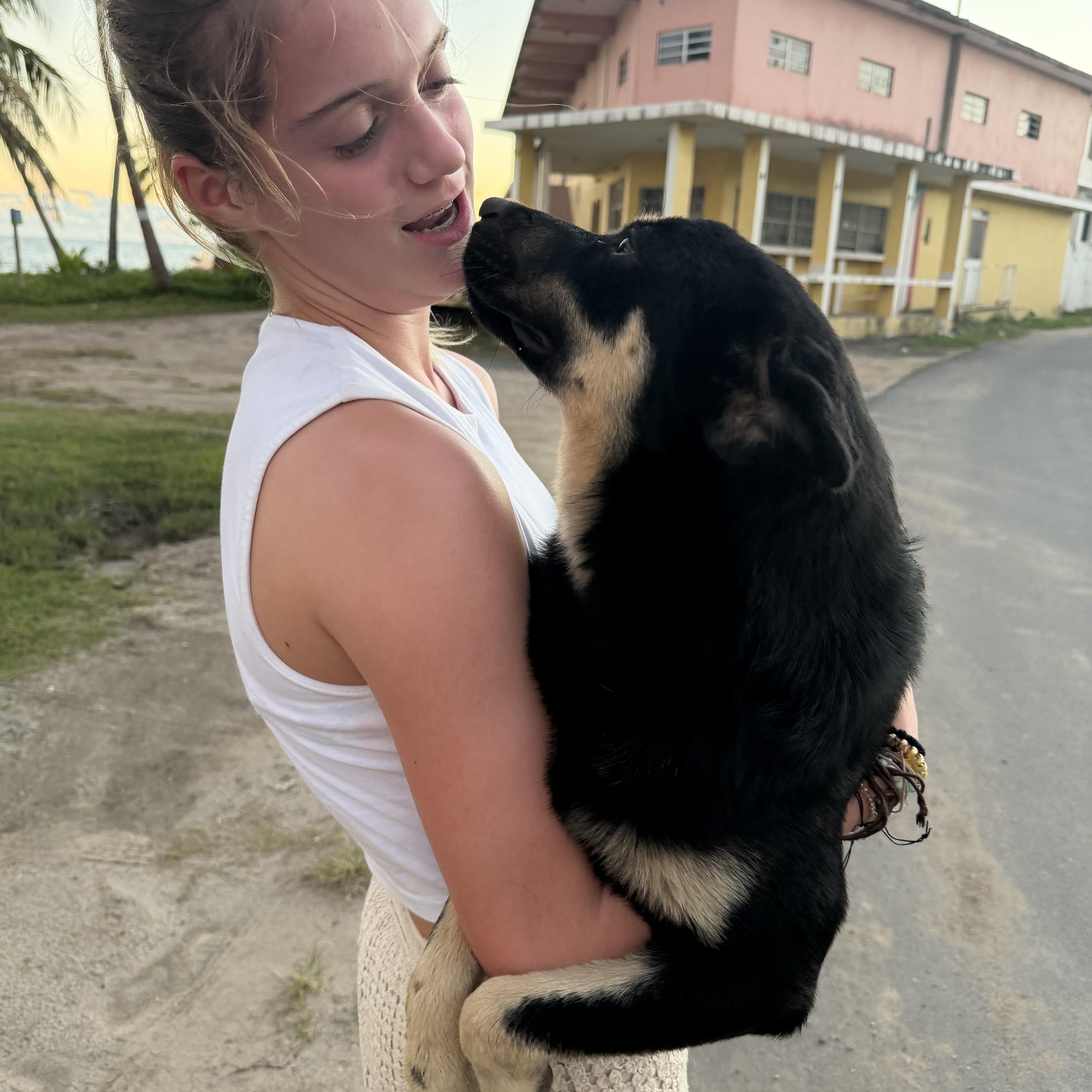 Sawyer, Adoptable, Young Male Border Collie & Australian Shepherd.