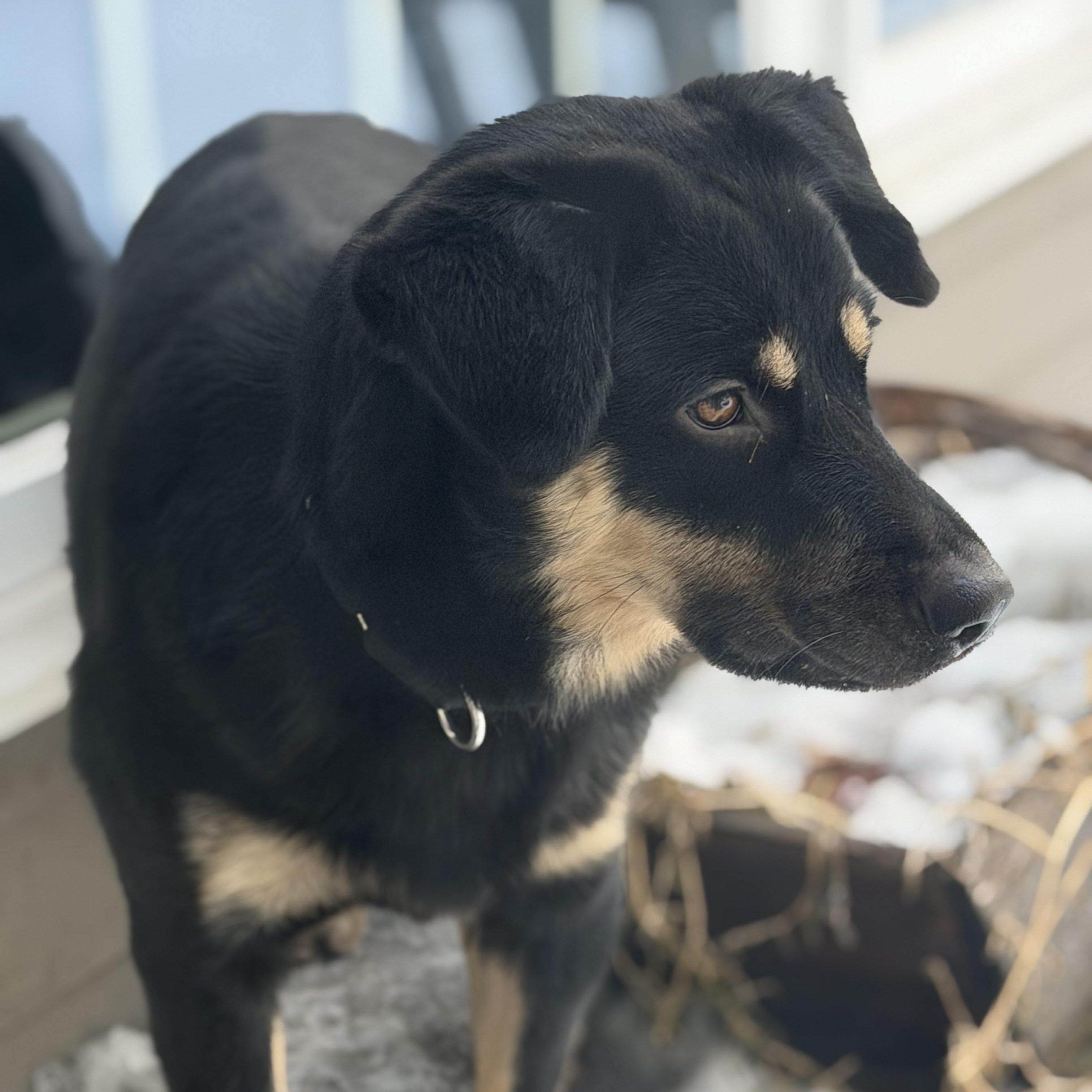 Enlarge Sawyer, a Adoptable mixed breed in Ridgefield, CT image 3/6