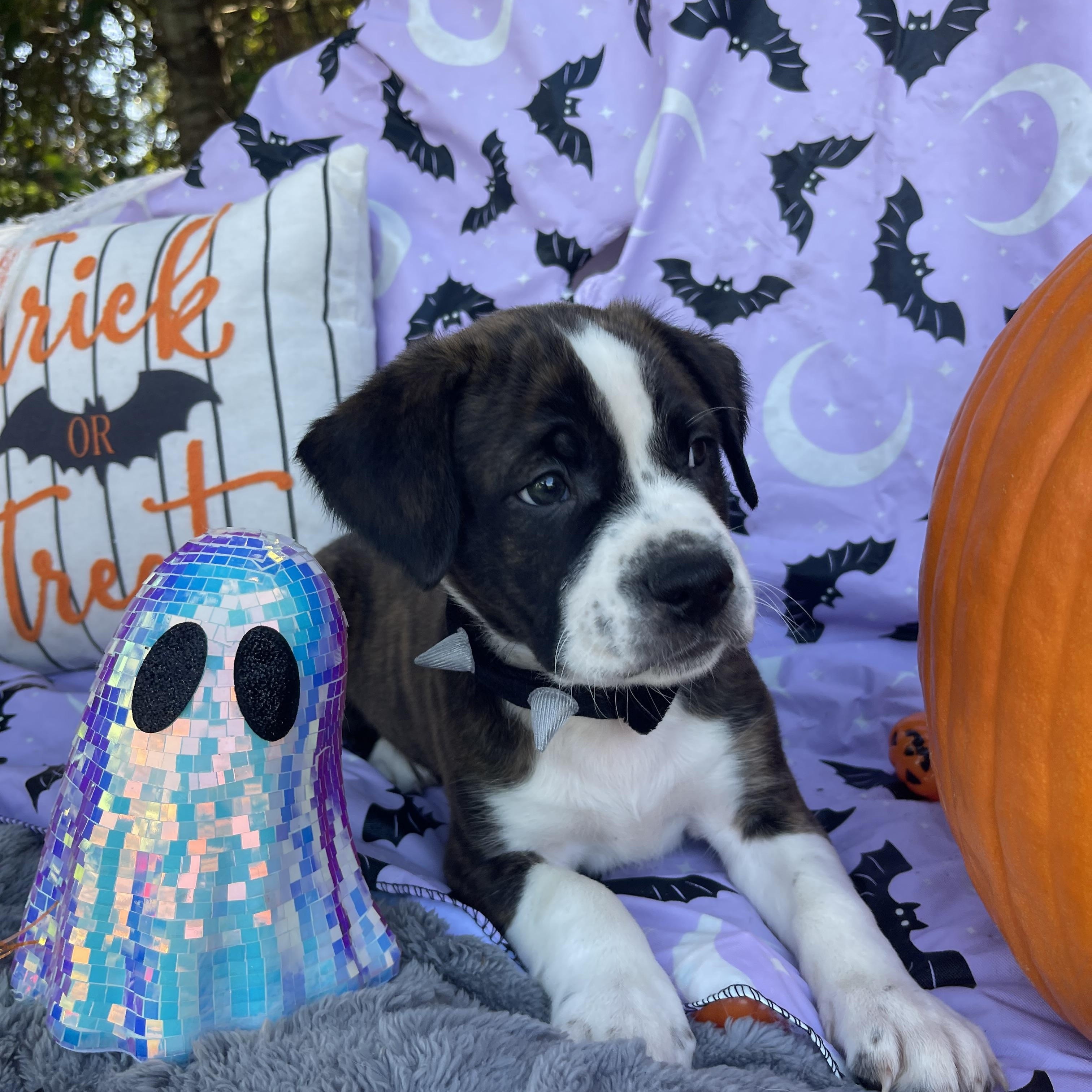 Enlarge Winston, a Adopted mixed breed in Sebring, FL image 6/6