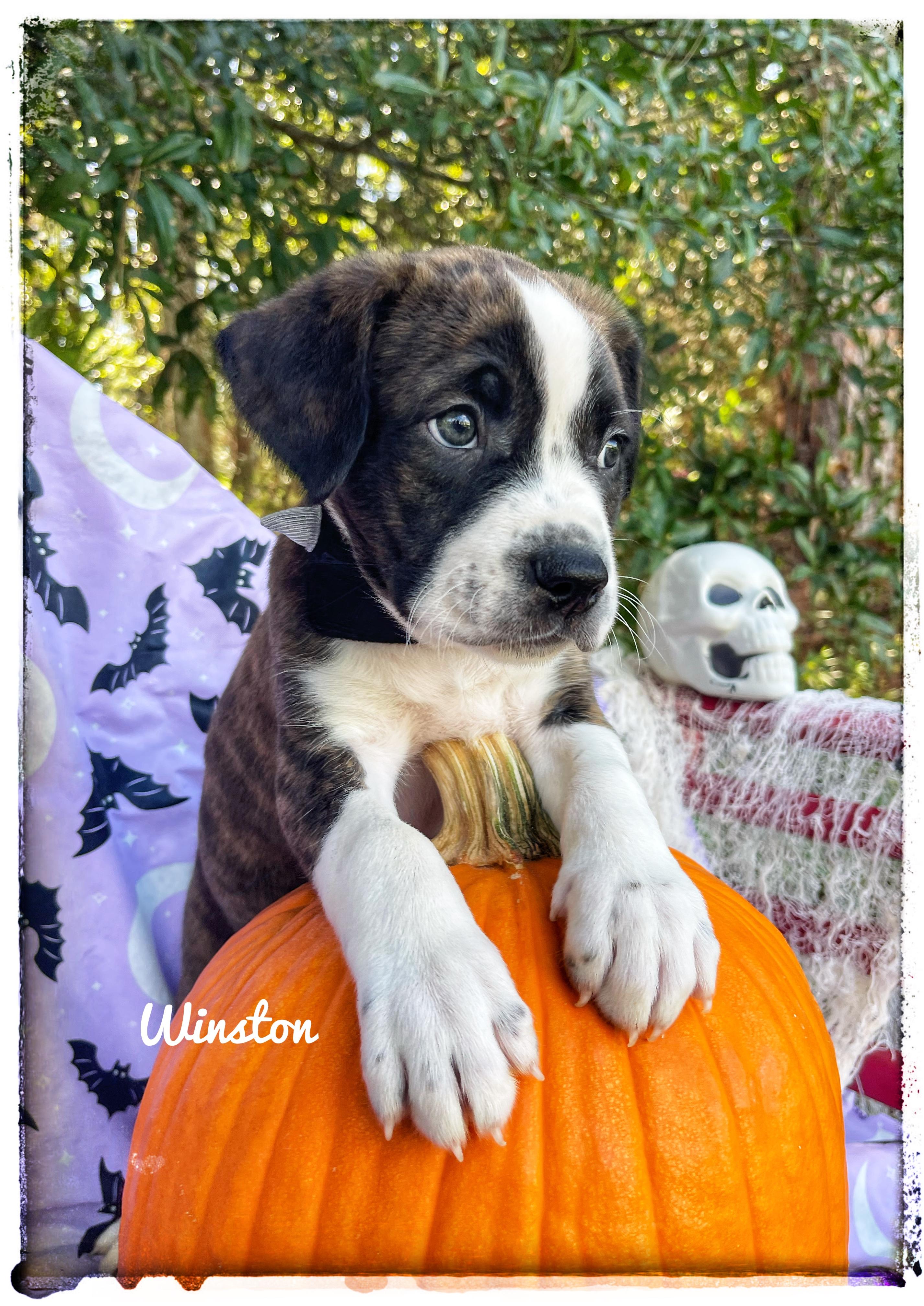 Winston, Adopted, Puppy Male Black Mouth Cur.