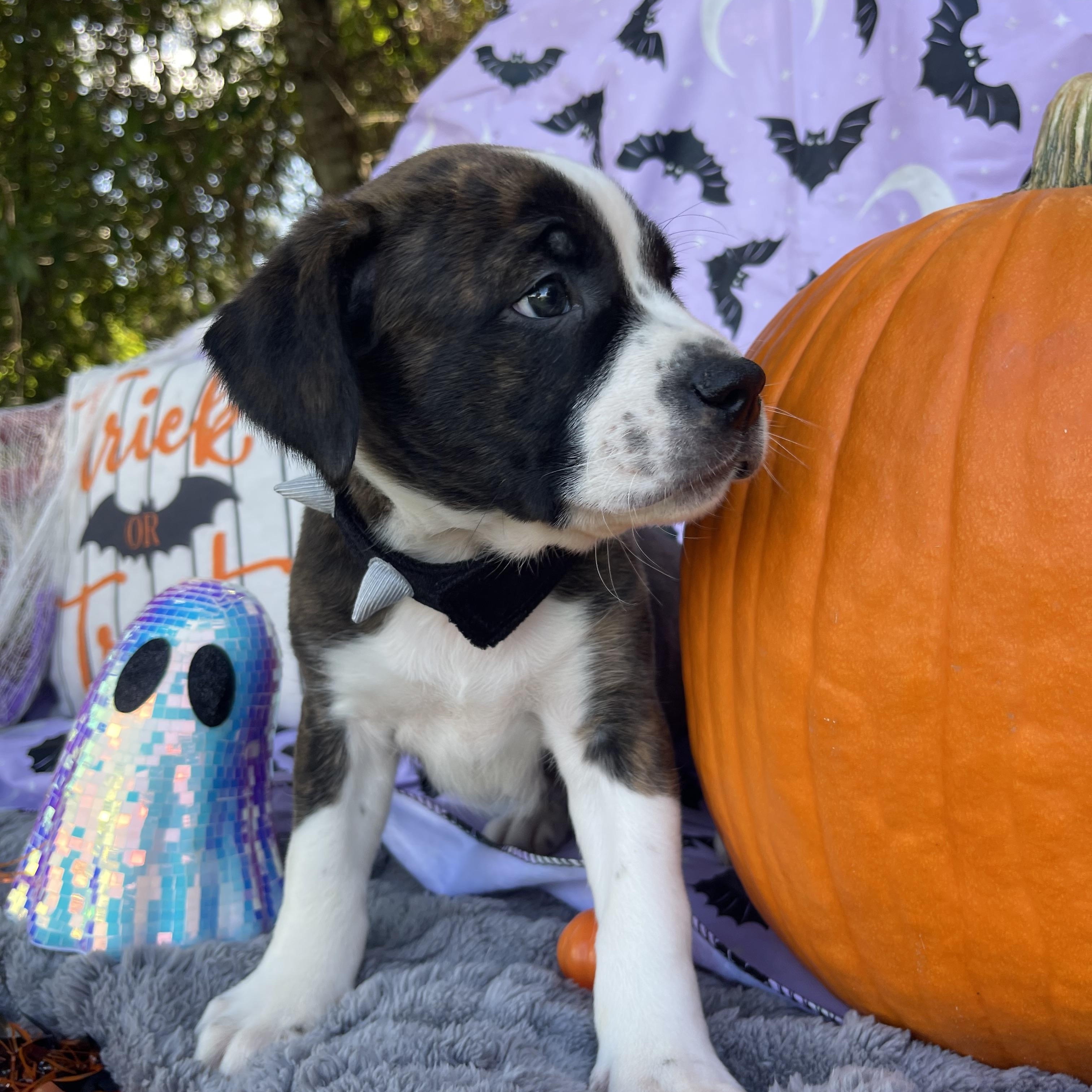 Enlarge Winston, a Adopted mixed breed in Sebring, FL image 5/6