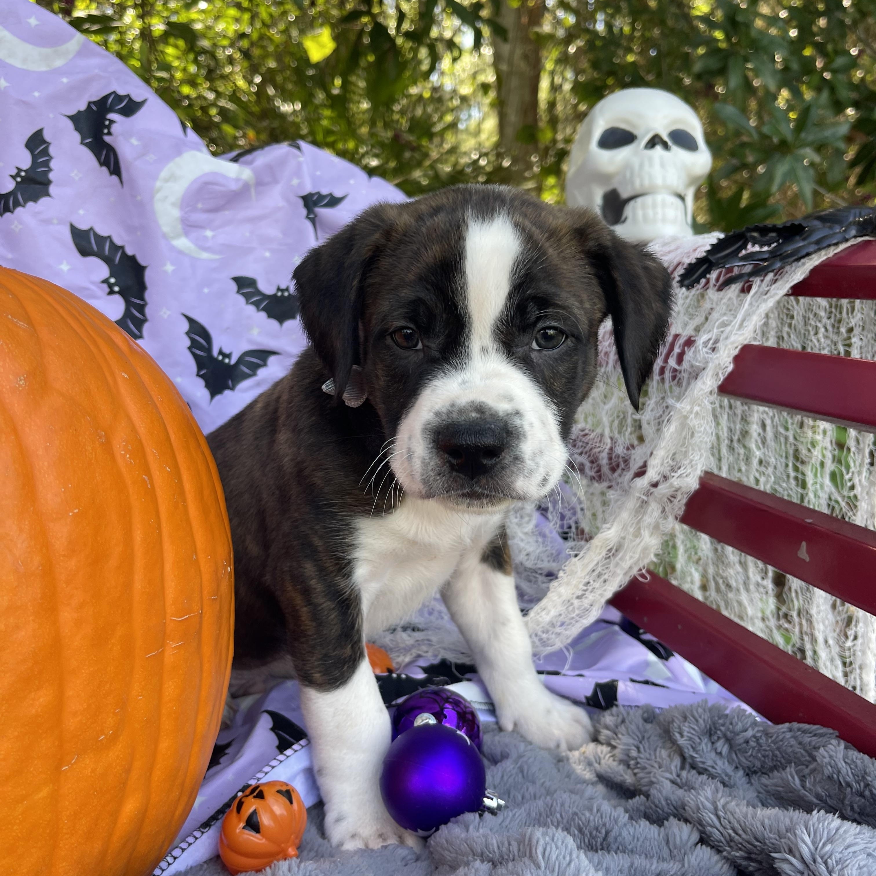 Enlarge Winston, a Adopted mixed breed in Sebring, FL image 2/6