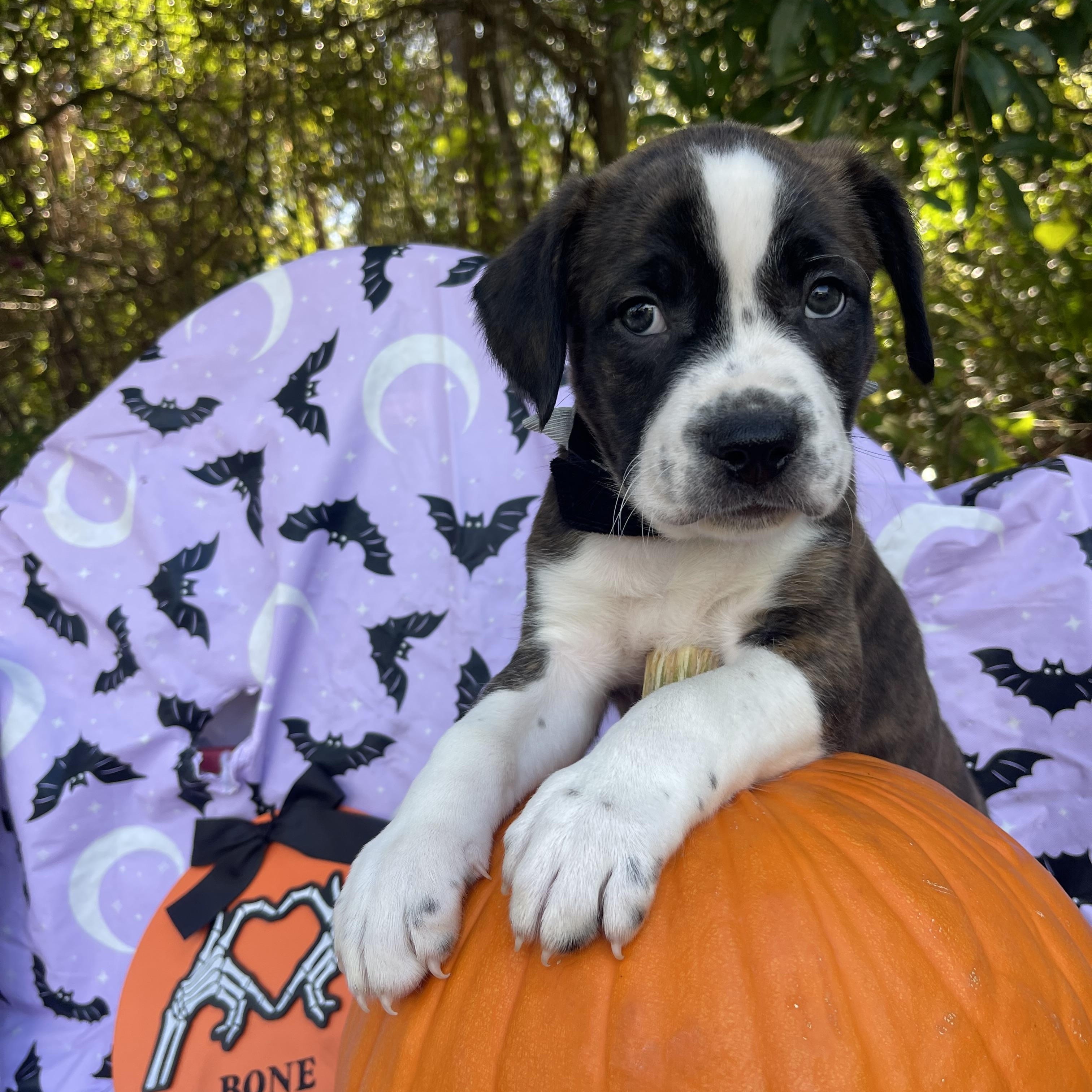 Enlarge Winston, a Adopted mixed breed in Sebring, FL image 4/6