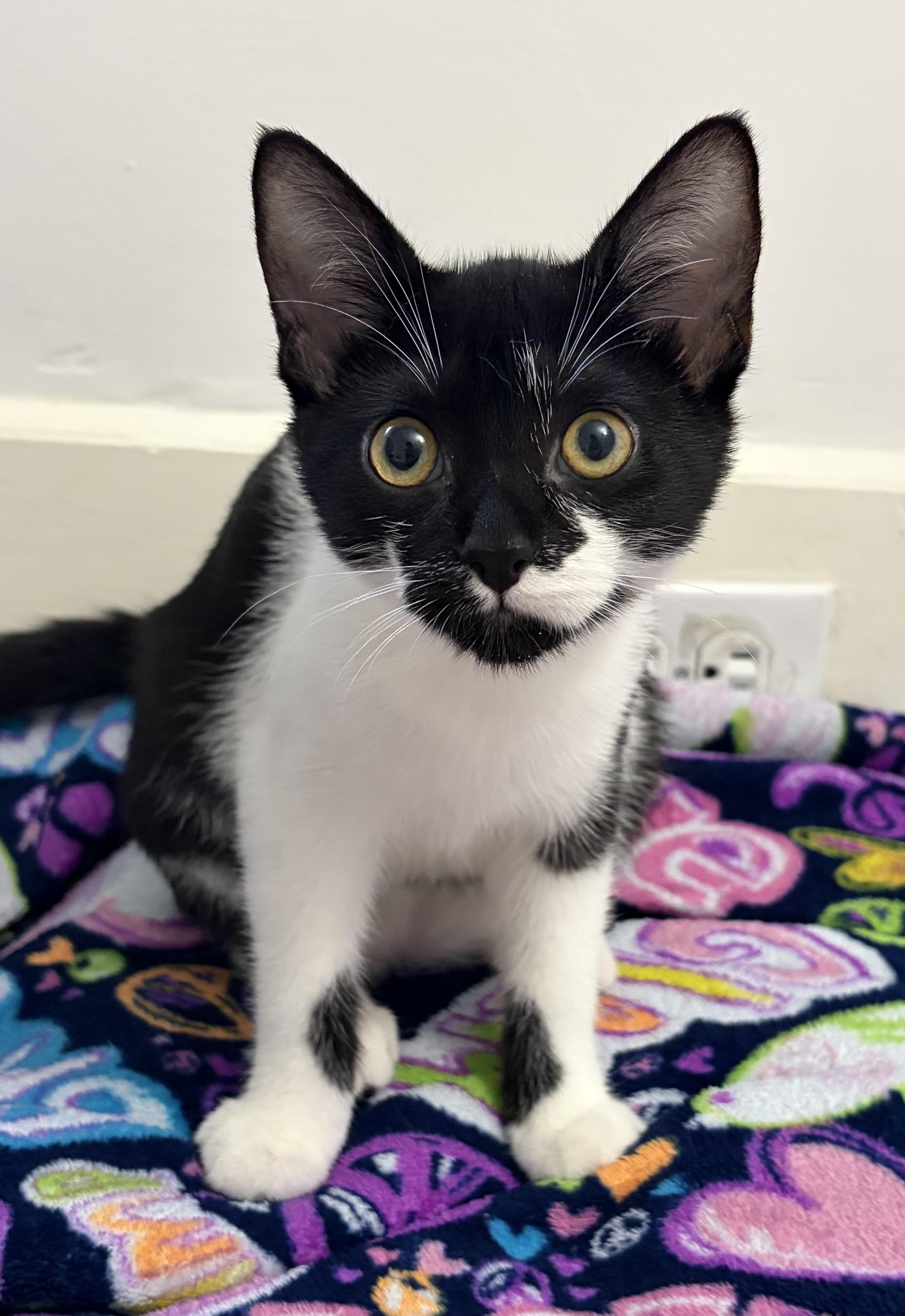 Monica, ADOPTABLE, Kitten Female Domestic Short Hair.