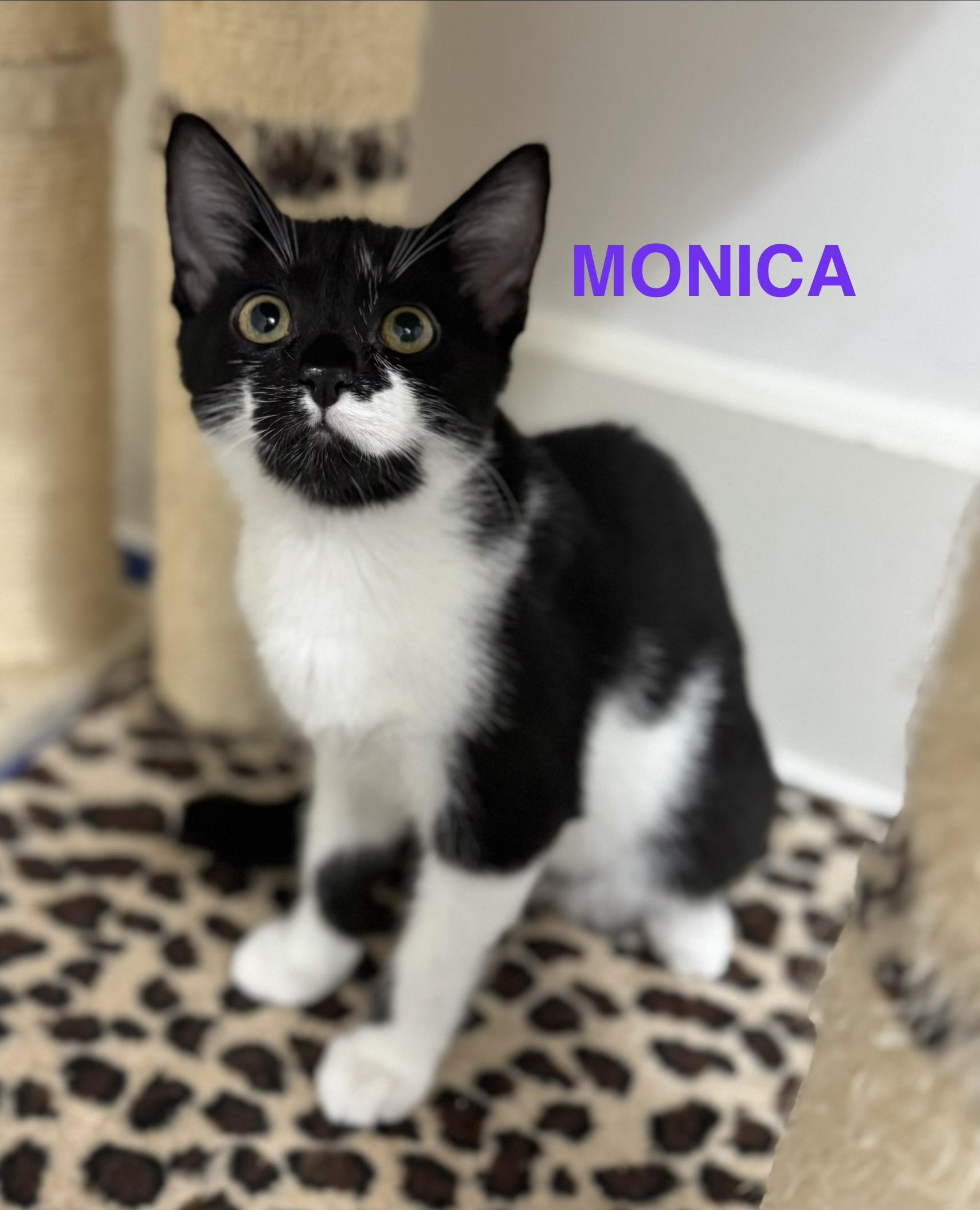 Monica, a ADOPTABLE Domestic Short Hair in Montclair, NJ image 5/6